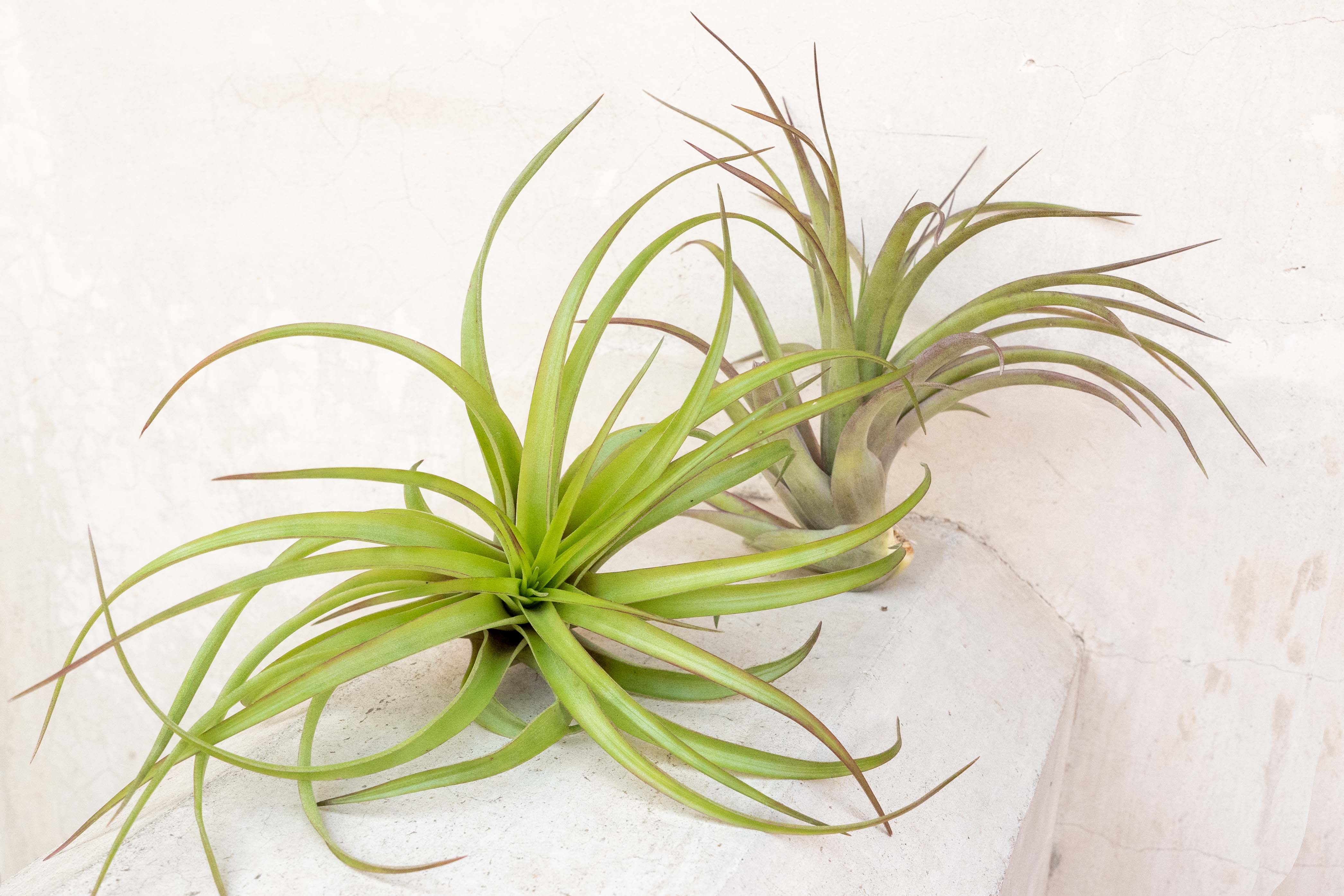 Tillandsia Abdita Brachycaulos Air Plant - Image 8