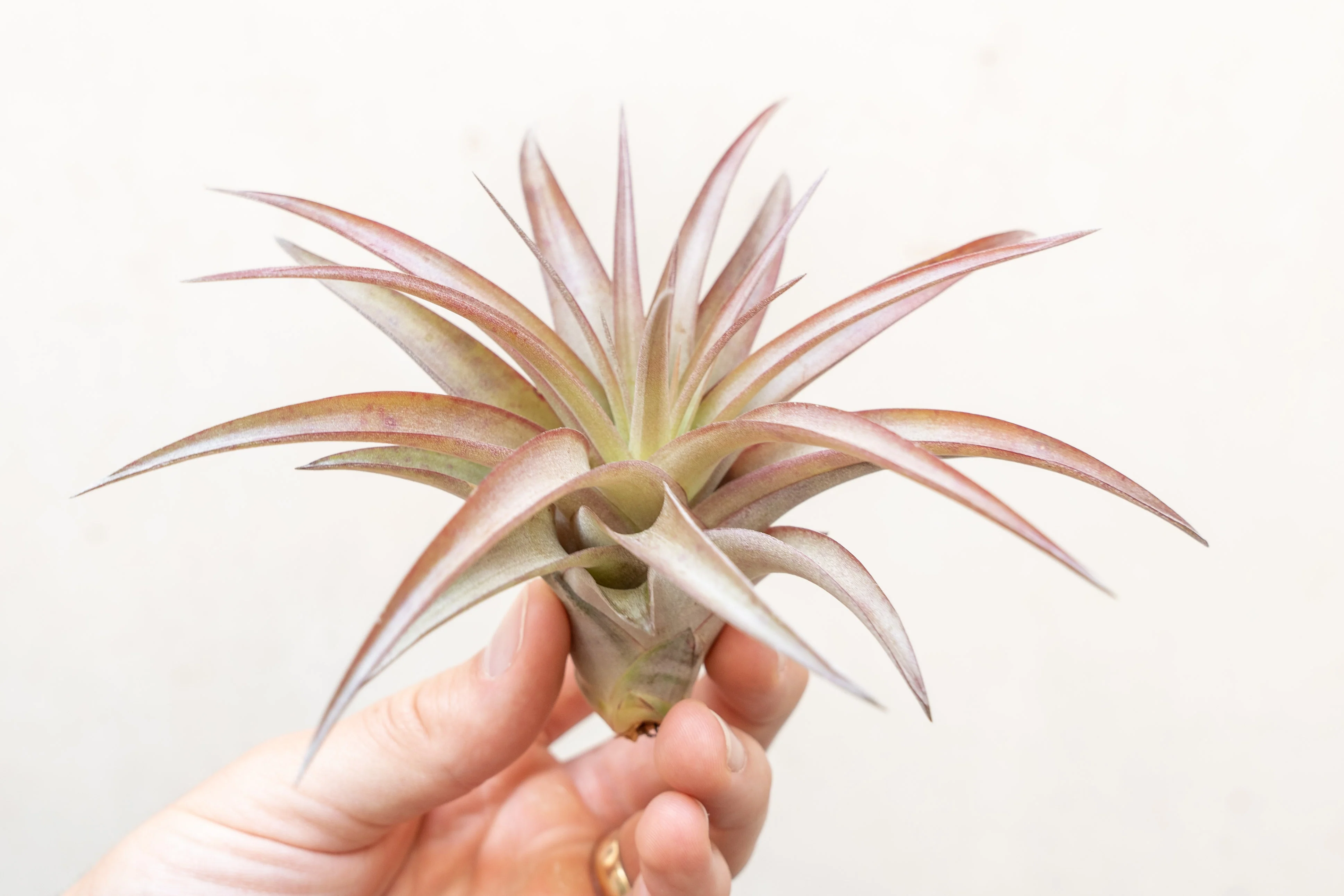 Tillandsia Abdita Brachycaulos Combo Pack - Image 3