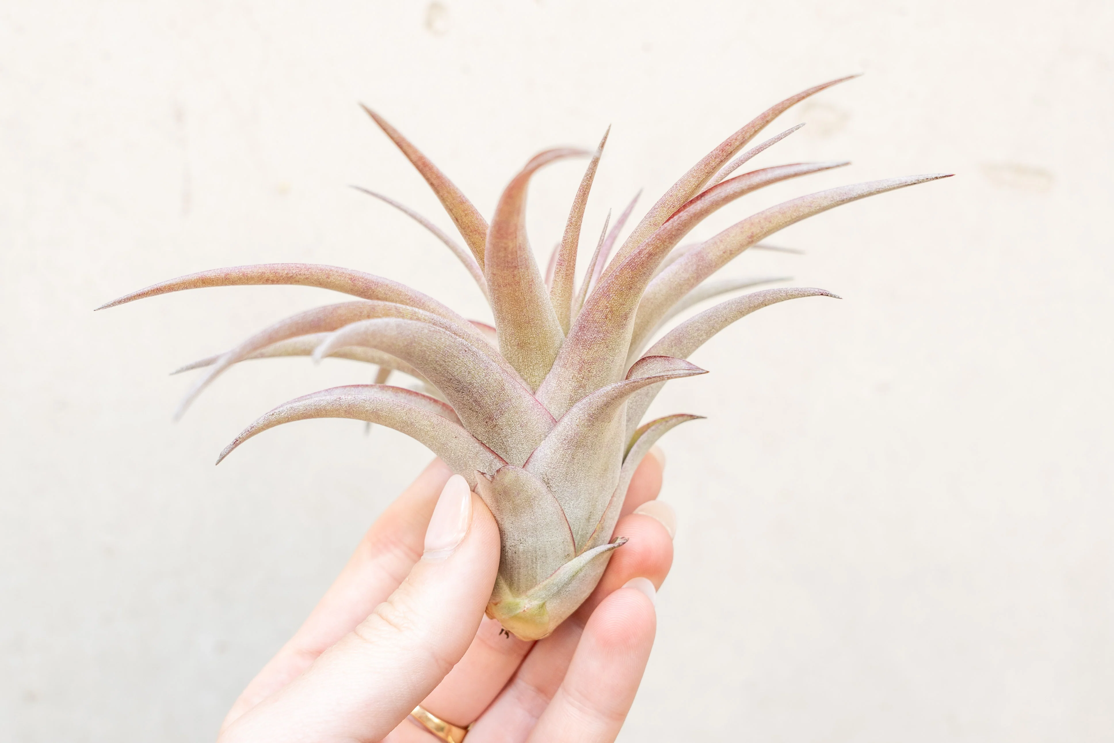 Tillandsia Abdita Brachycaulos Combo Pack - Image 4
