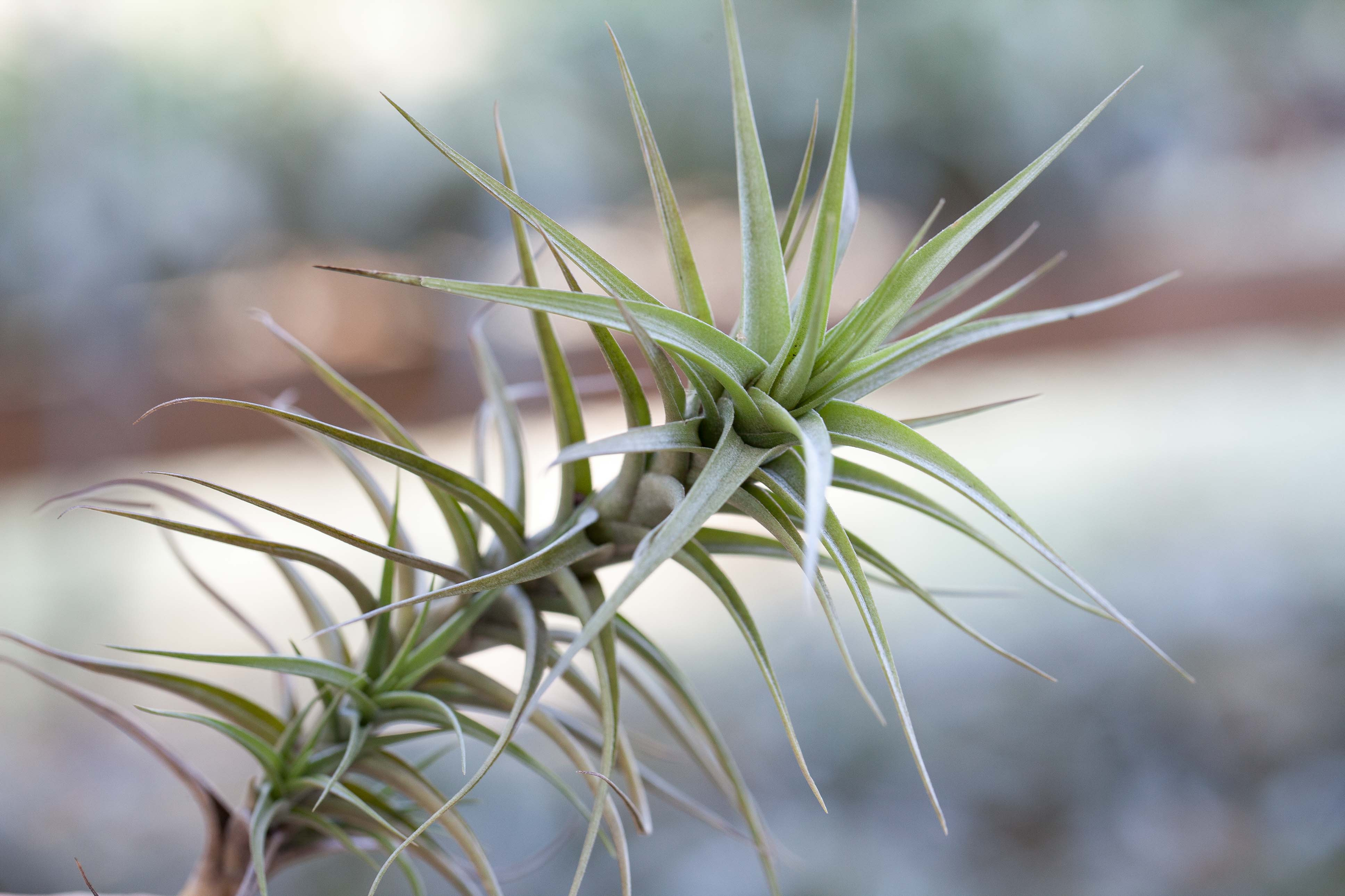 Tillandsia Aeranthos 'Major' Air Plant