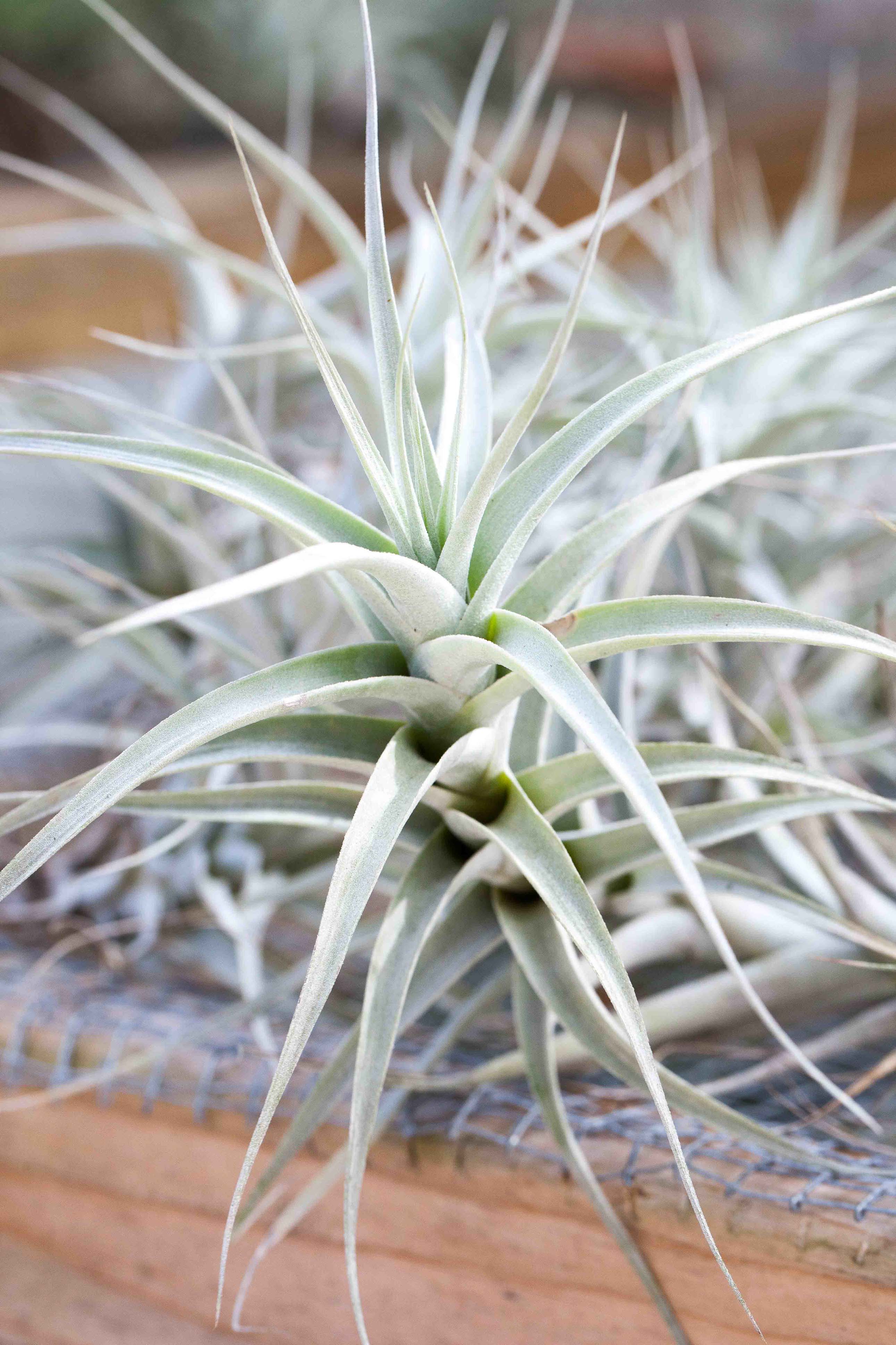 Tillandsia Albida 'Major' (Thick Leafed Form) Air Plant