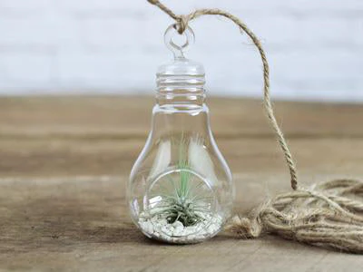 Tillandsia Argentea Thin 'Fuchsii v. Gracilis' Air Plant - Image 2