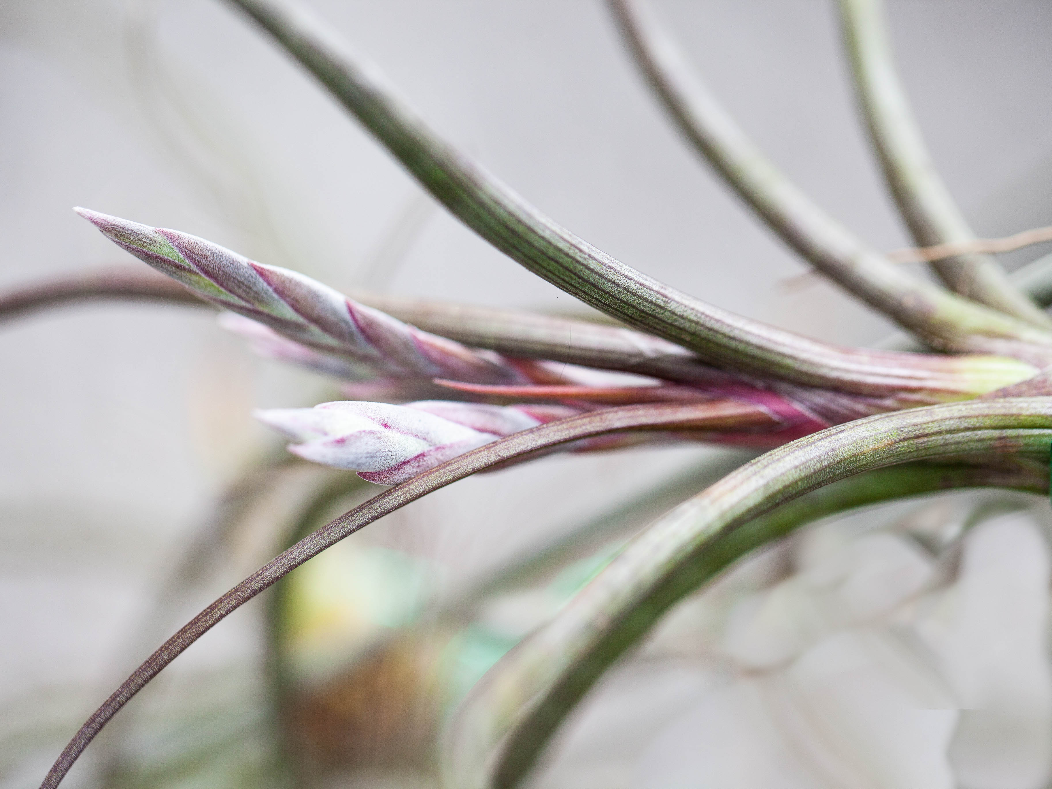 Tillandsia Baileyi Air Plant - Image 4