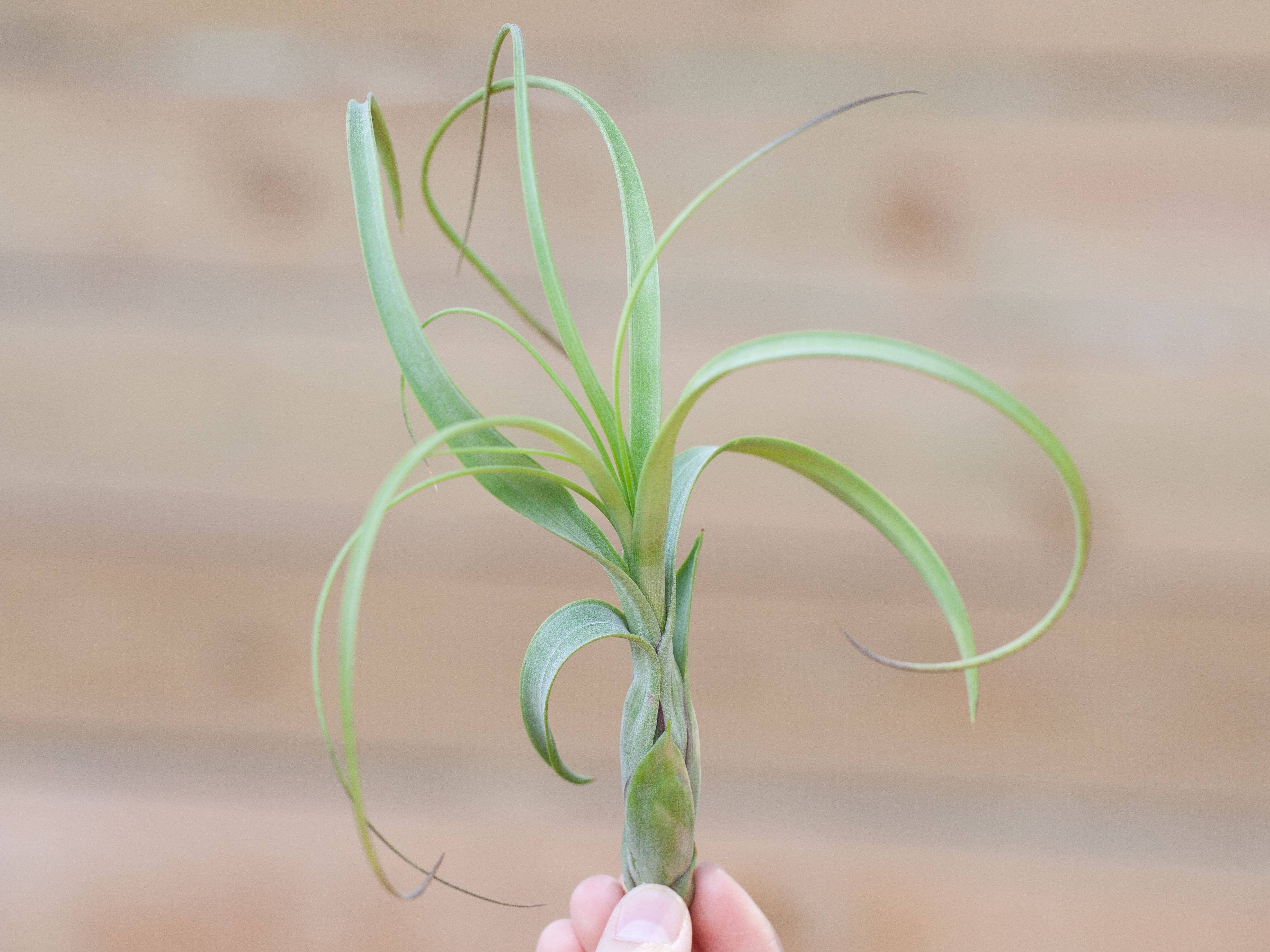 Tillandsia Balbisiana Air Plant - Image 3
