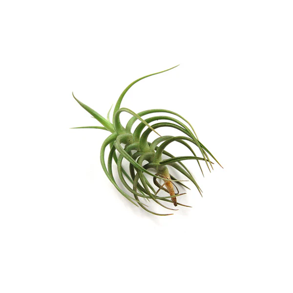 Tillandsia Bergeri Air Plant - Image 2