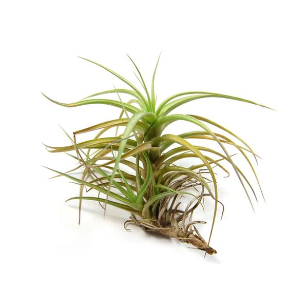 Tillandsia Bergeri Air Plant - Image 3