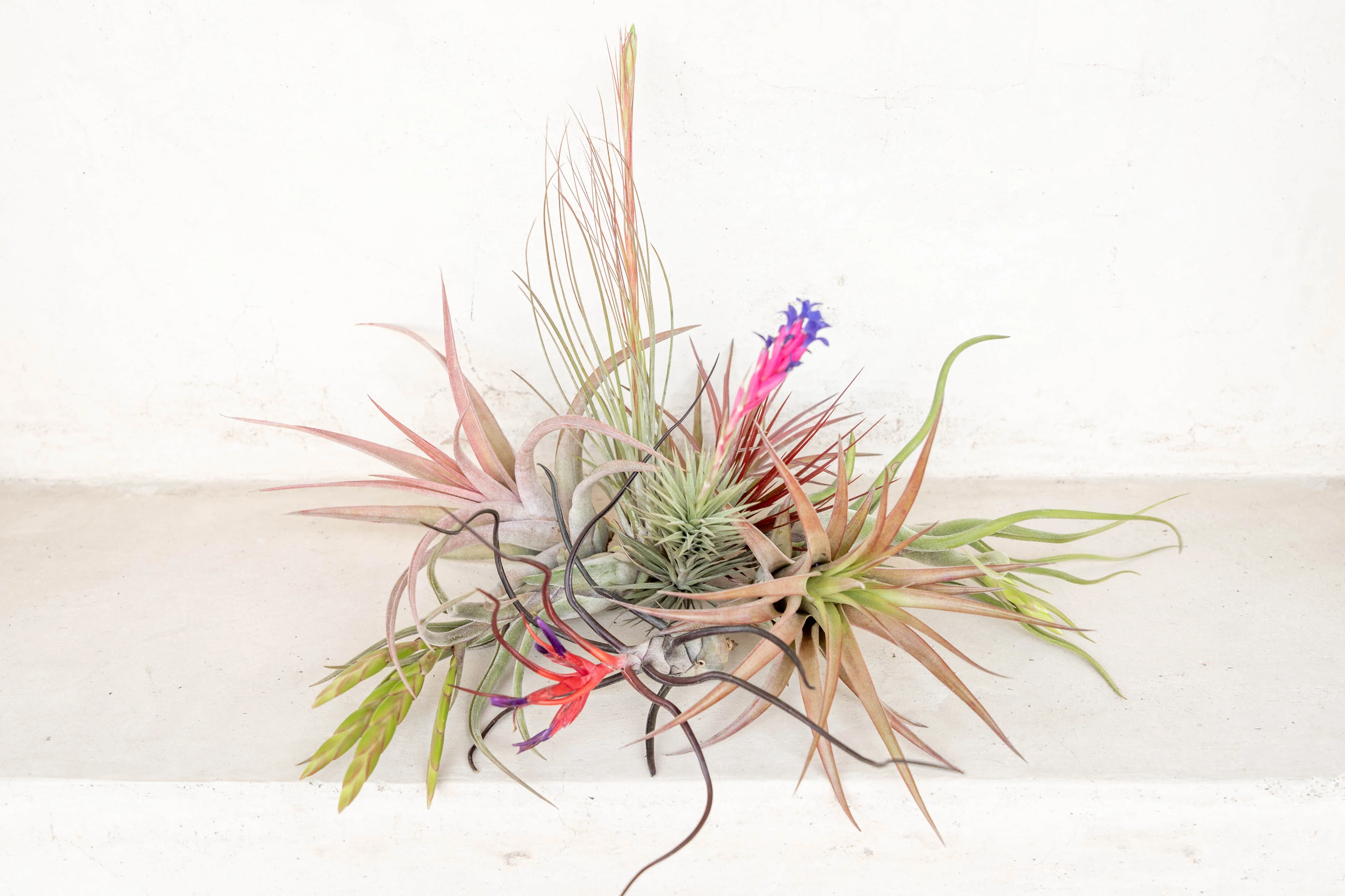 Blushing & Blooming Tillandsia Air Plants - Image 3