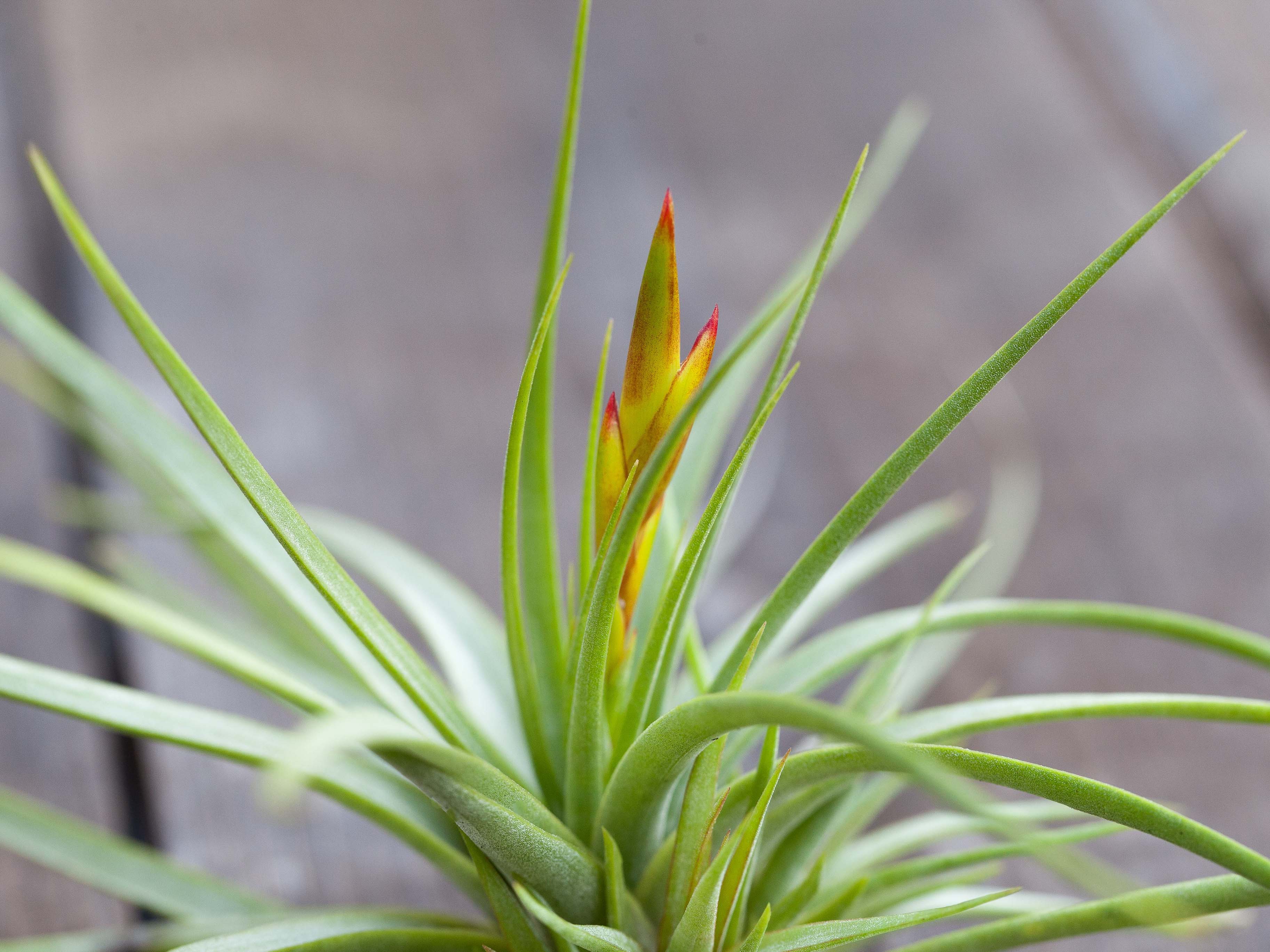 Blushing & Blooming Tillandsia Air Plants - Image 6