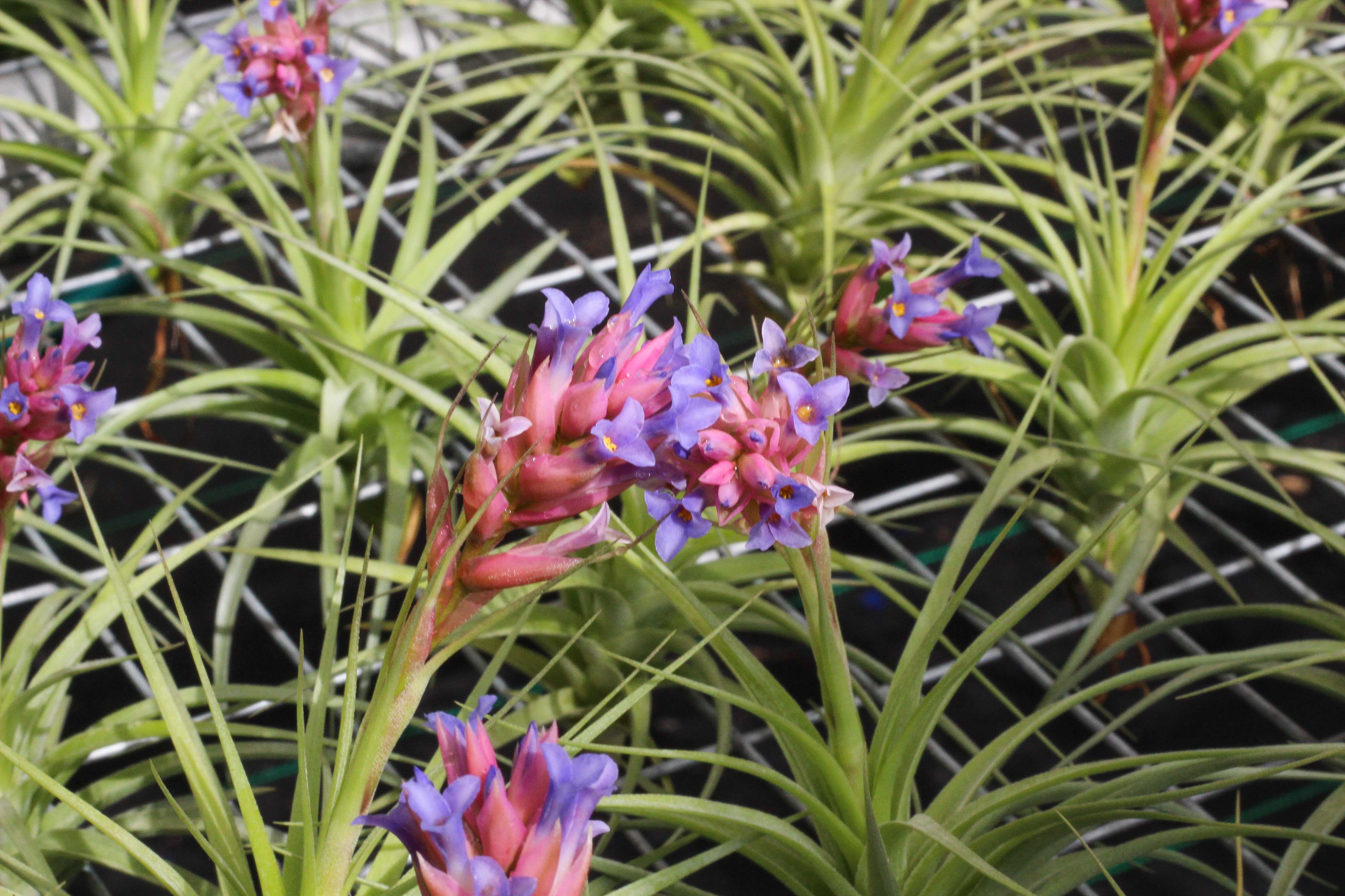 Blushing & Blooming Tillandsia Air Plants - Image 7