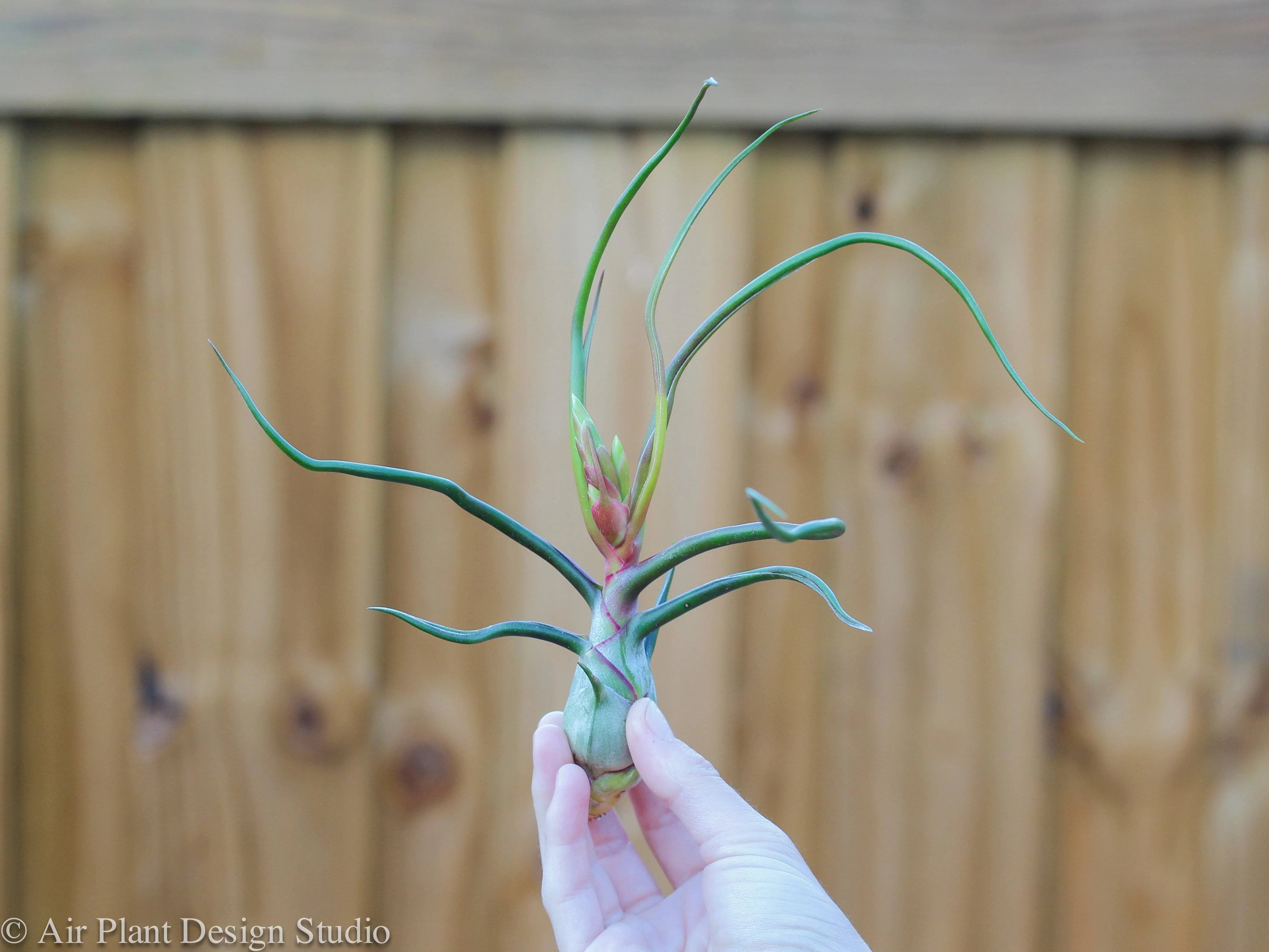 Tillandsia Bulbosa Belize Air Plant - Image 2
