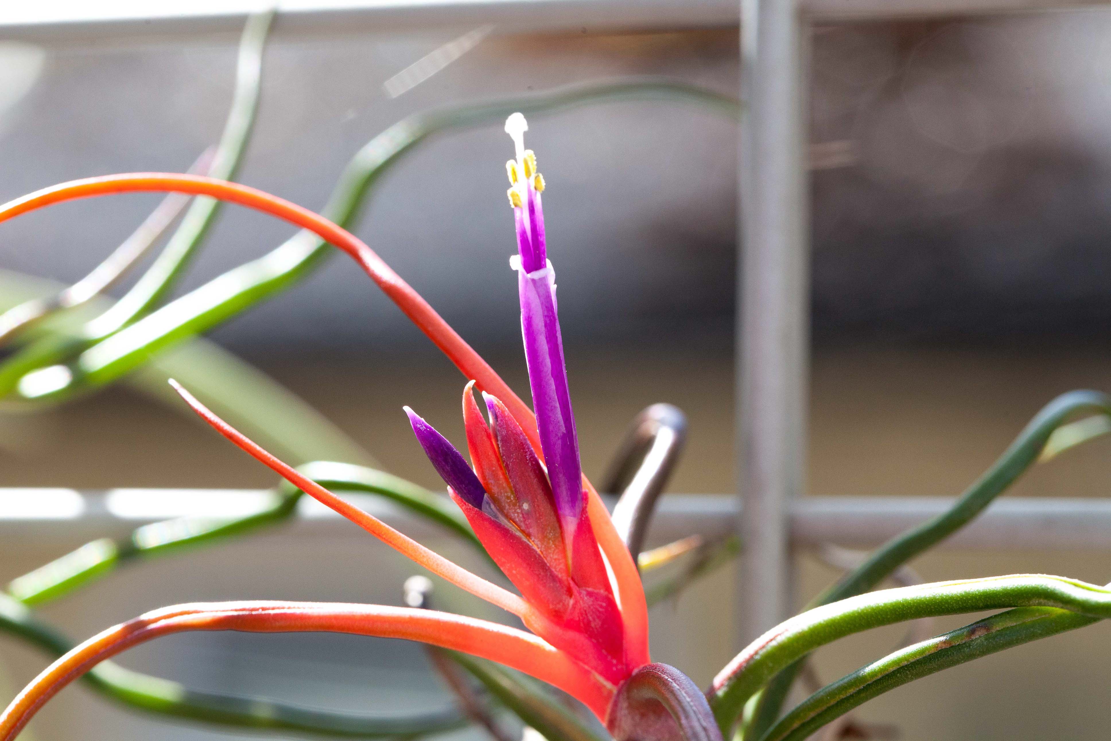 Tillandsia Bulbosa Guatemala Air Plant - Image 3