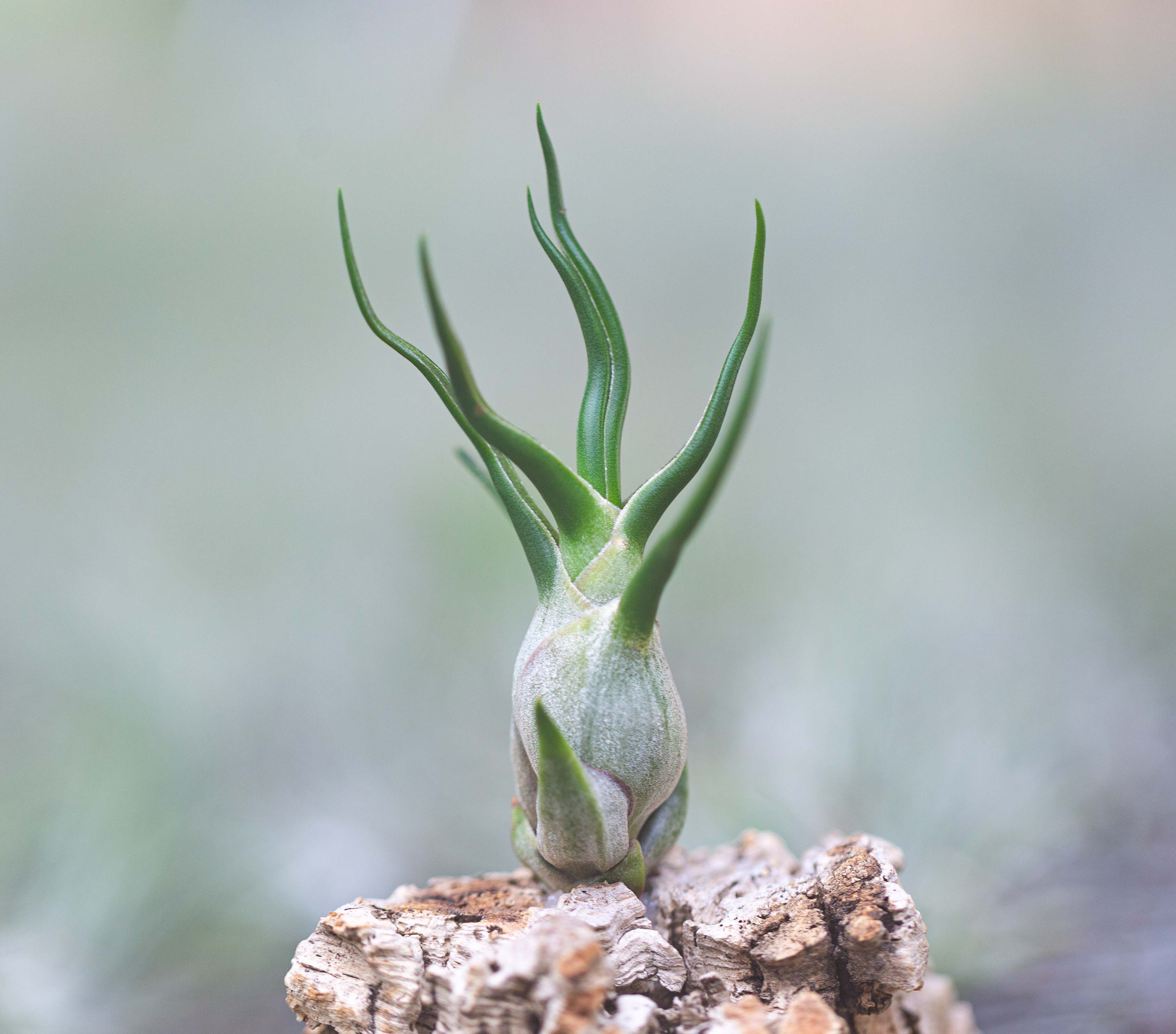 Tillandsia Bulbosa Guatemala Air Plant - Image 4