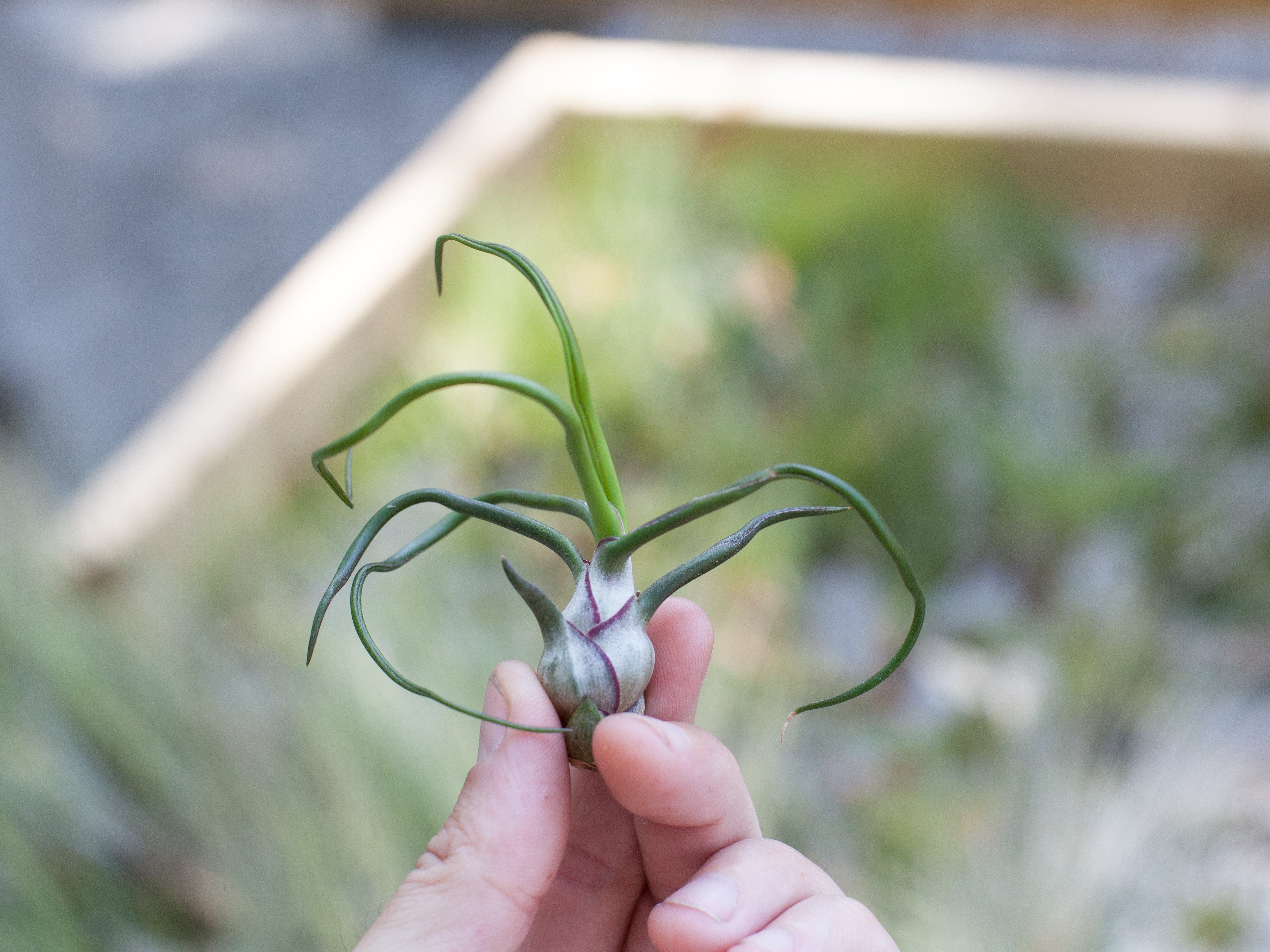 Tillandsia Bulbosa Guatemala Air Plant - Image 2