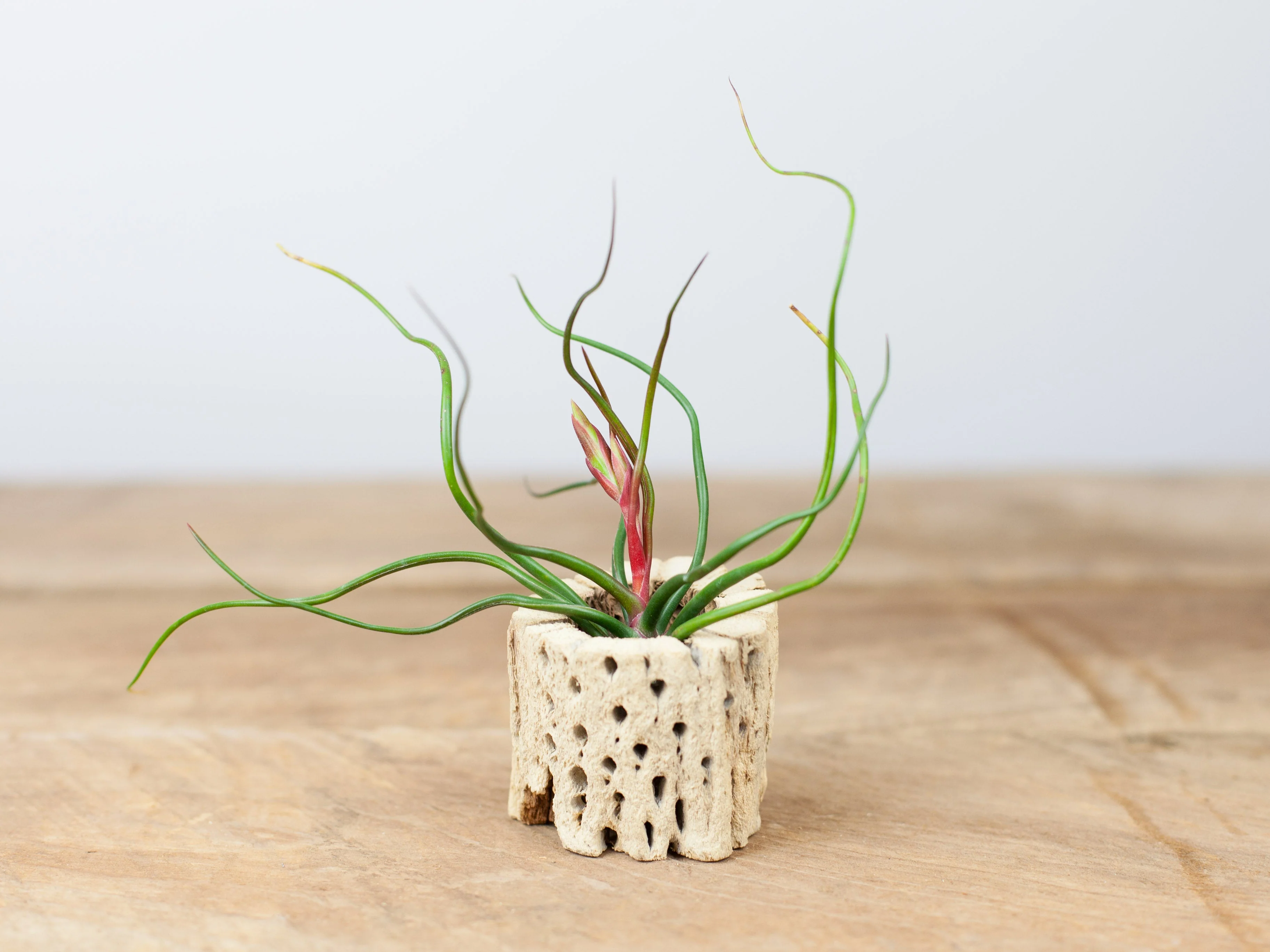 Tillandsia Bulbosa Guatemala Air Plant - Image 5