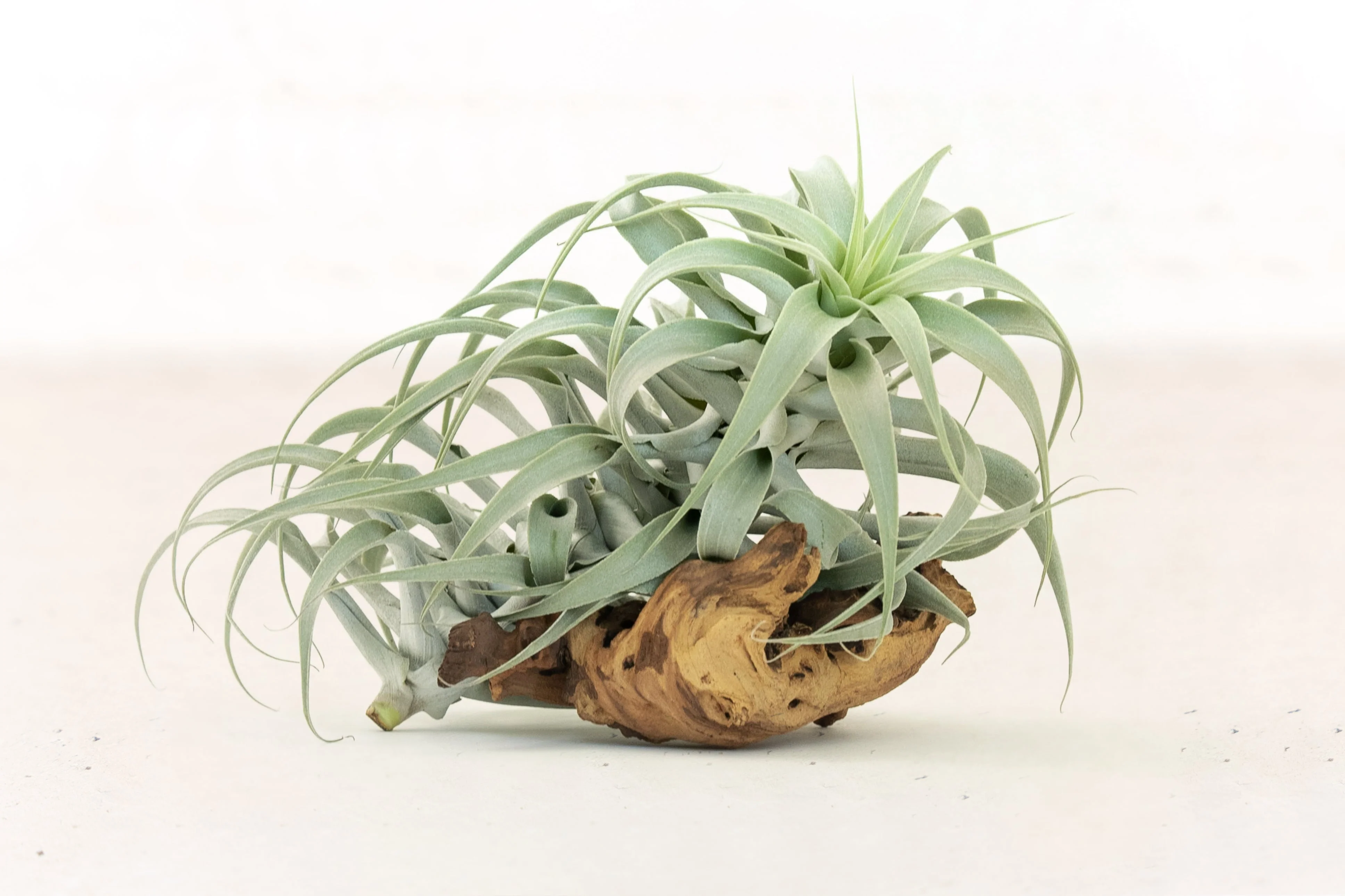 Tillandsia Cacticola Air Plant - Image 2