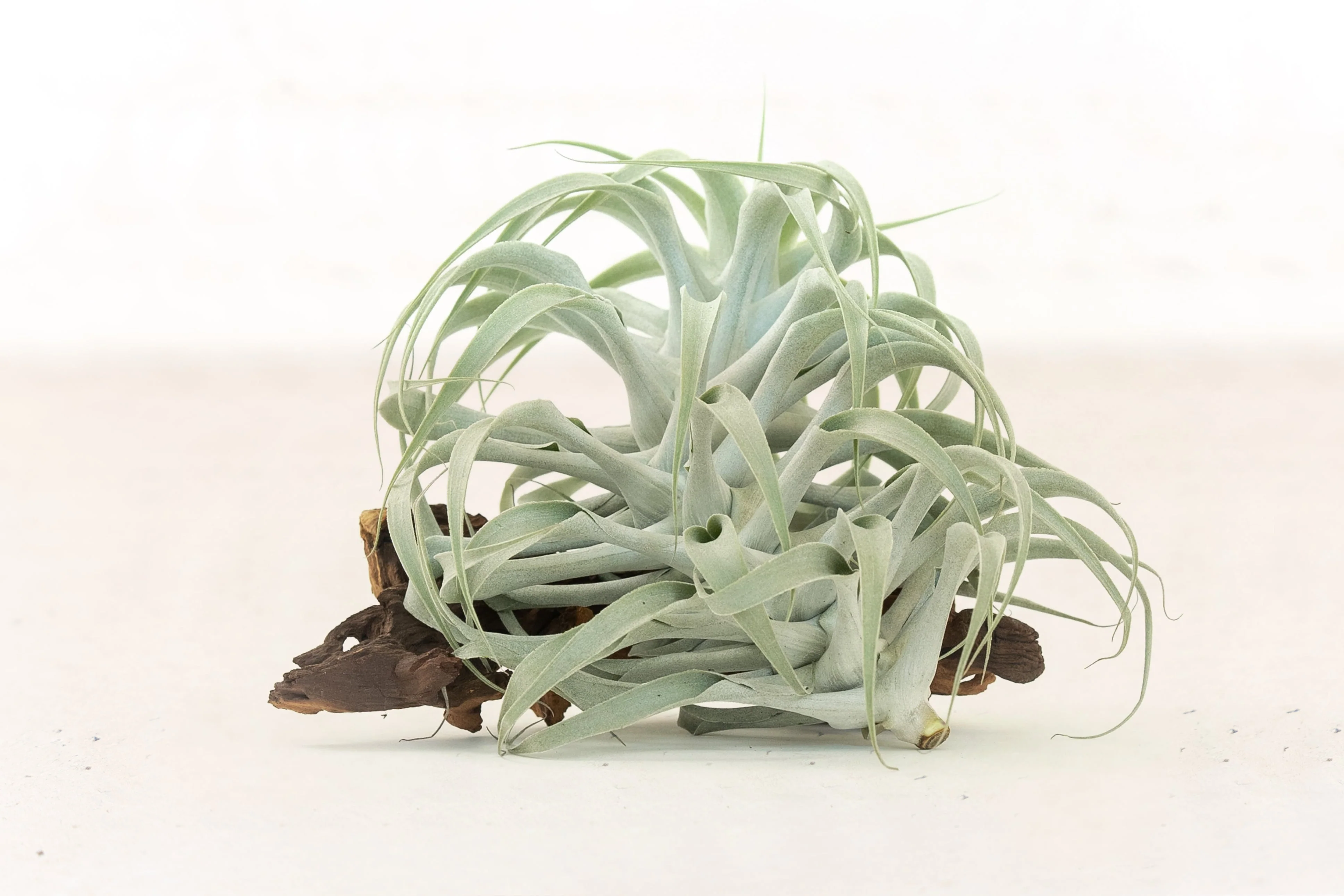 Tillandsia Cacticola Air Plant - Image 3