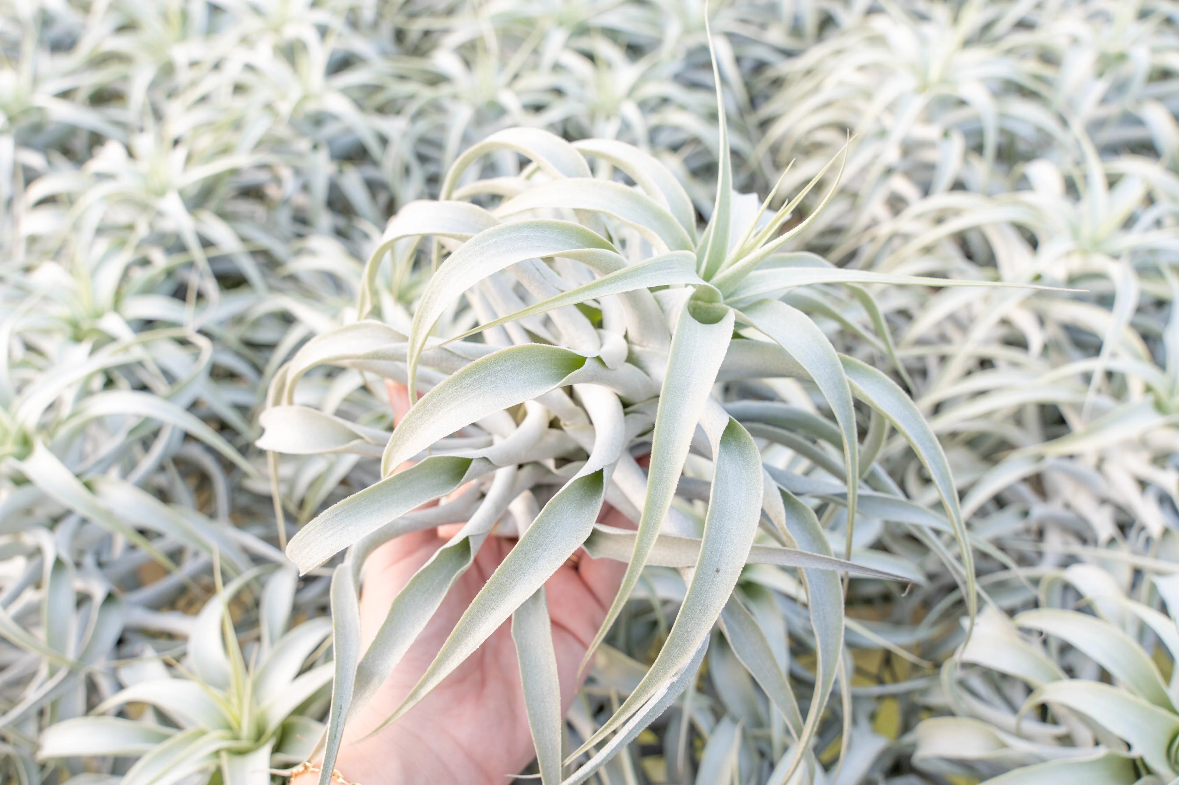 Tillandsia Cacticola Air Plant - Image 4