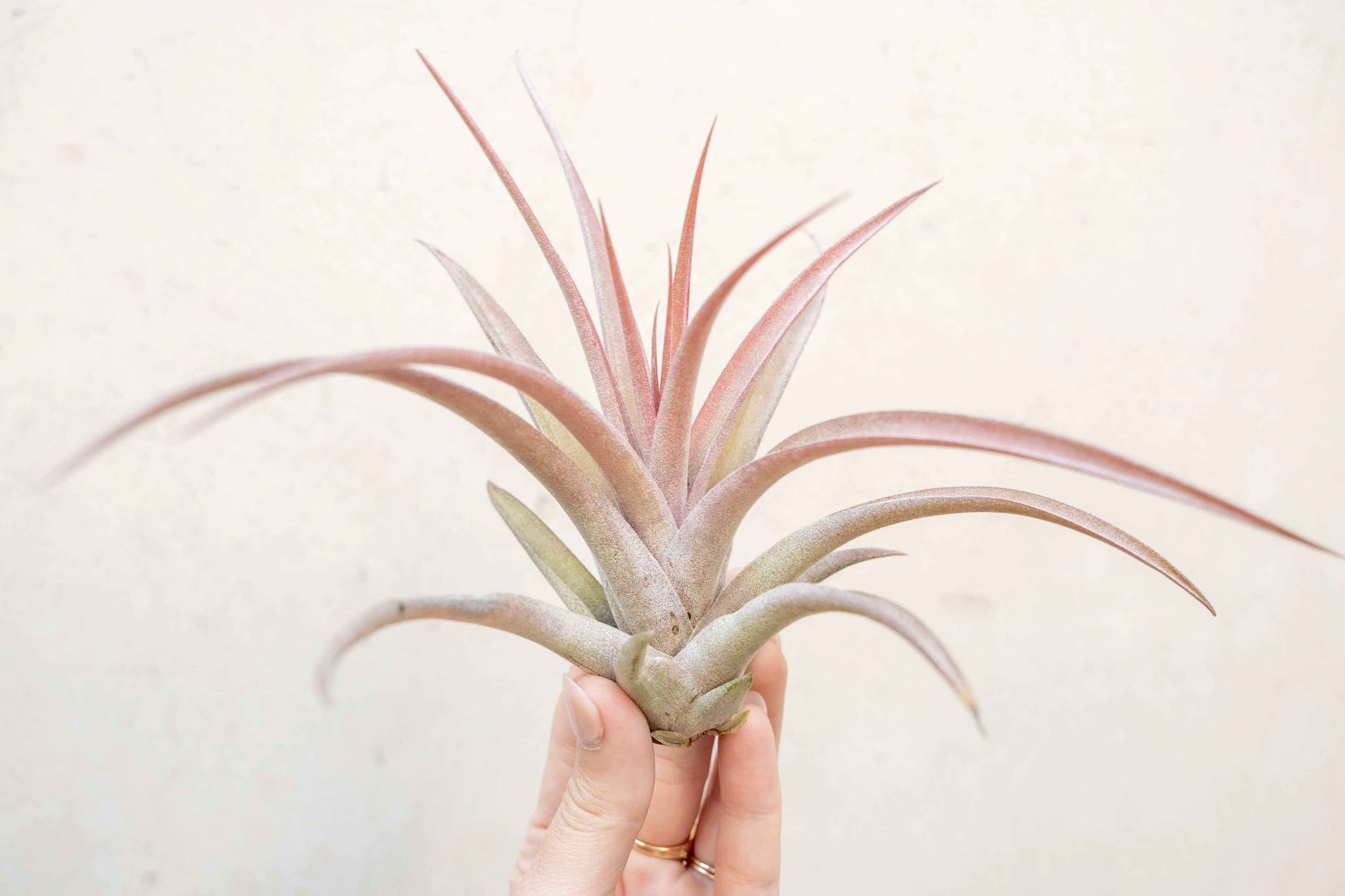 Tillandsia Capitata Peach Air Plant