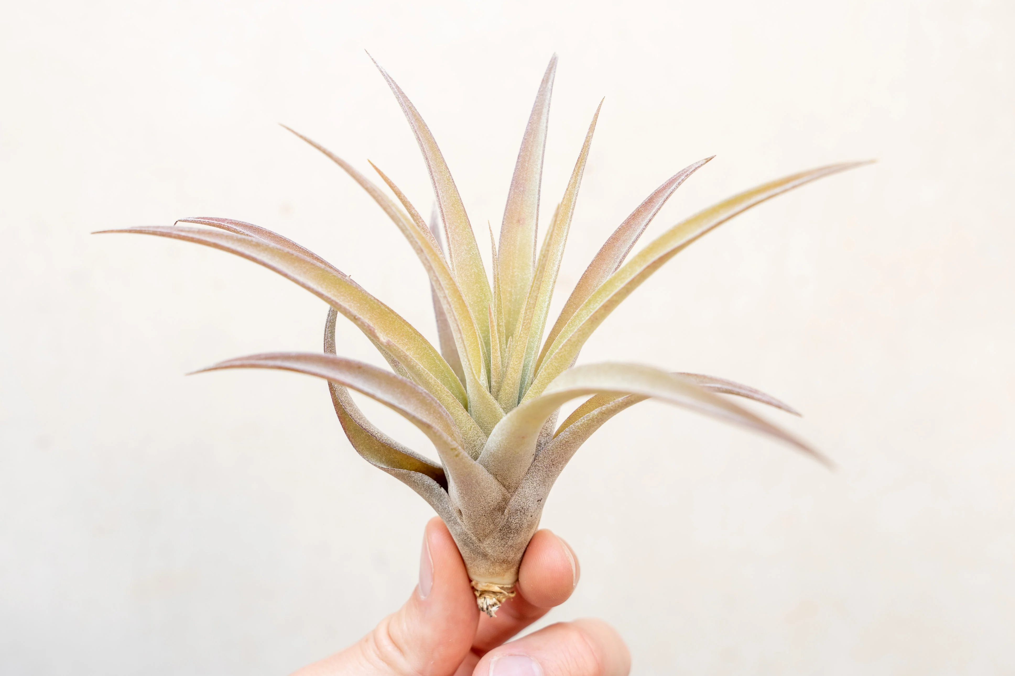 Tillandsia Capitata Peach Air Plant - Image 2