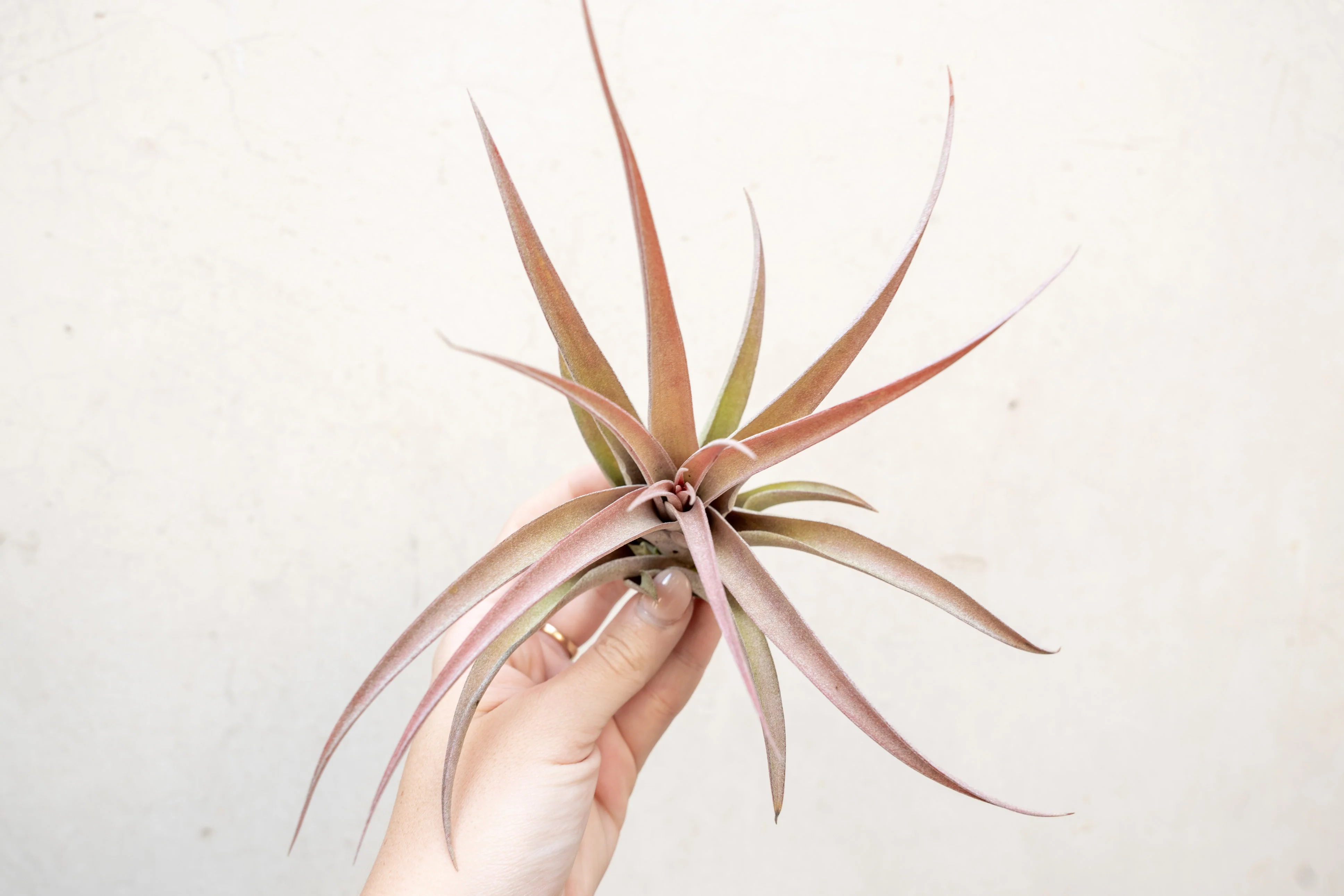 Tillandsia Capitata Peach Air Plant - Image 4