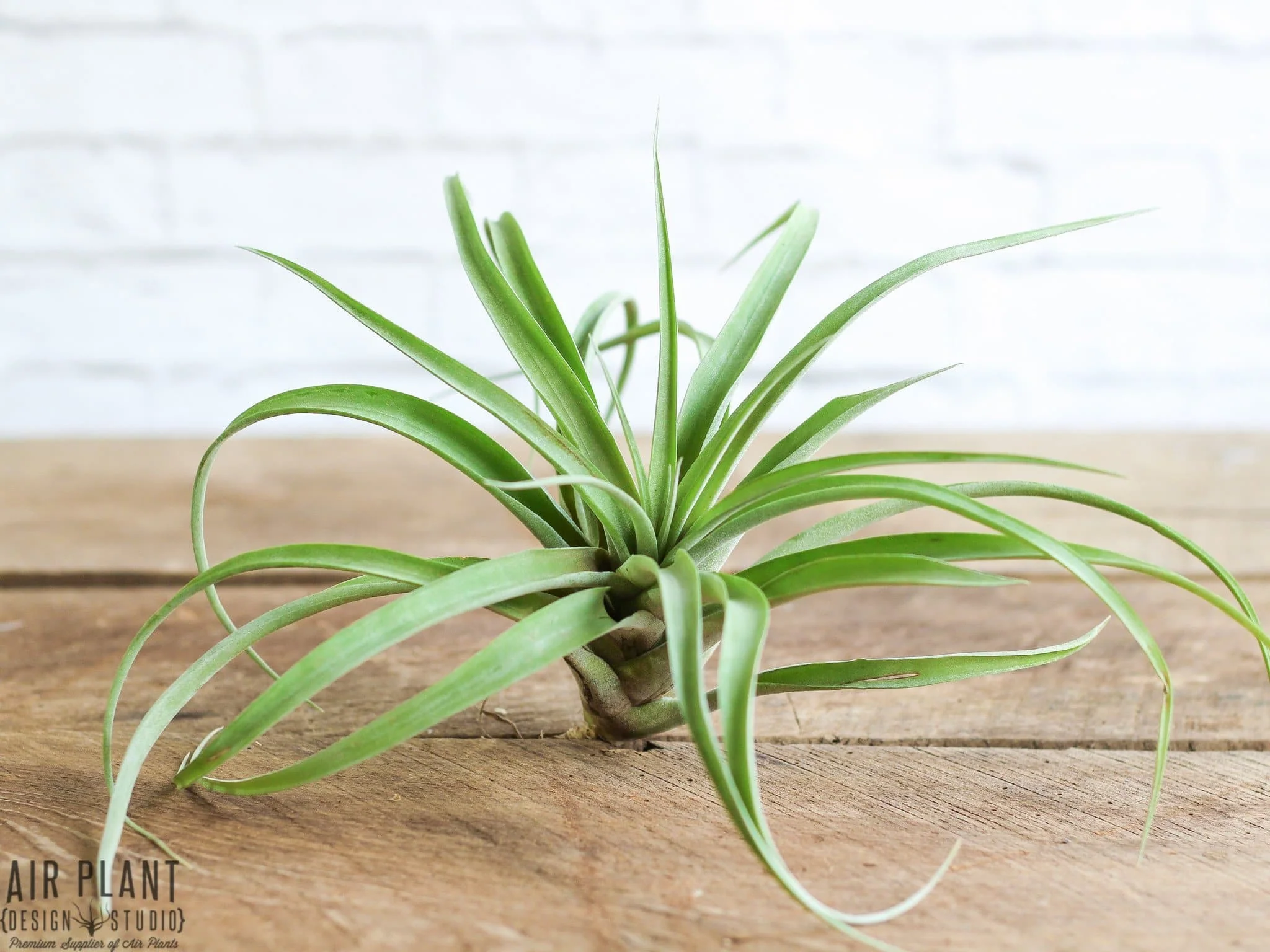 Tillandsia Capitata Peach Air Plant - Image 8
