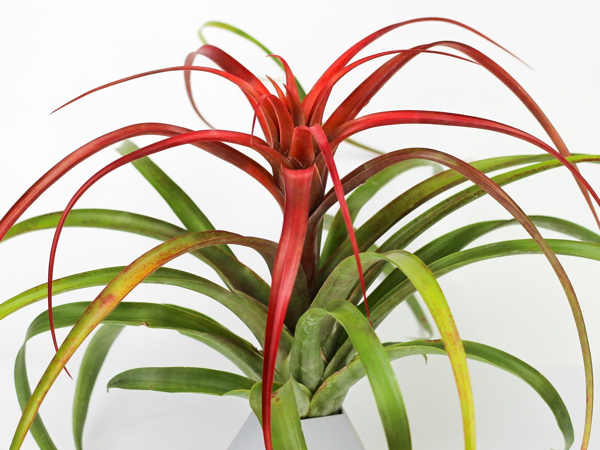 Tillandsia Capitata Red Air Plant - Image 2