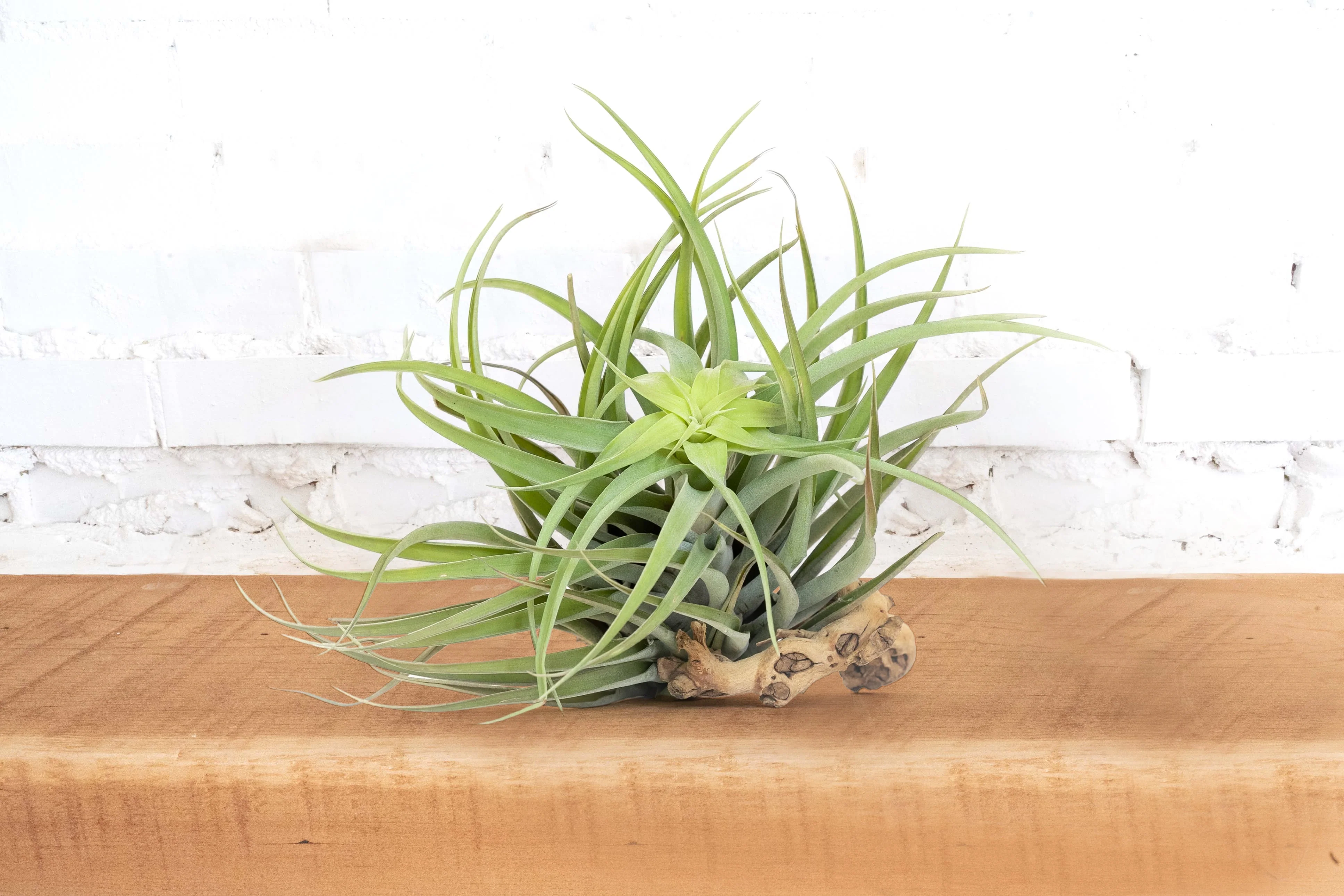 Tillandsia Capitata Salmon Air Plant