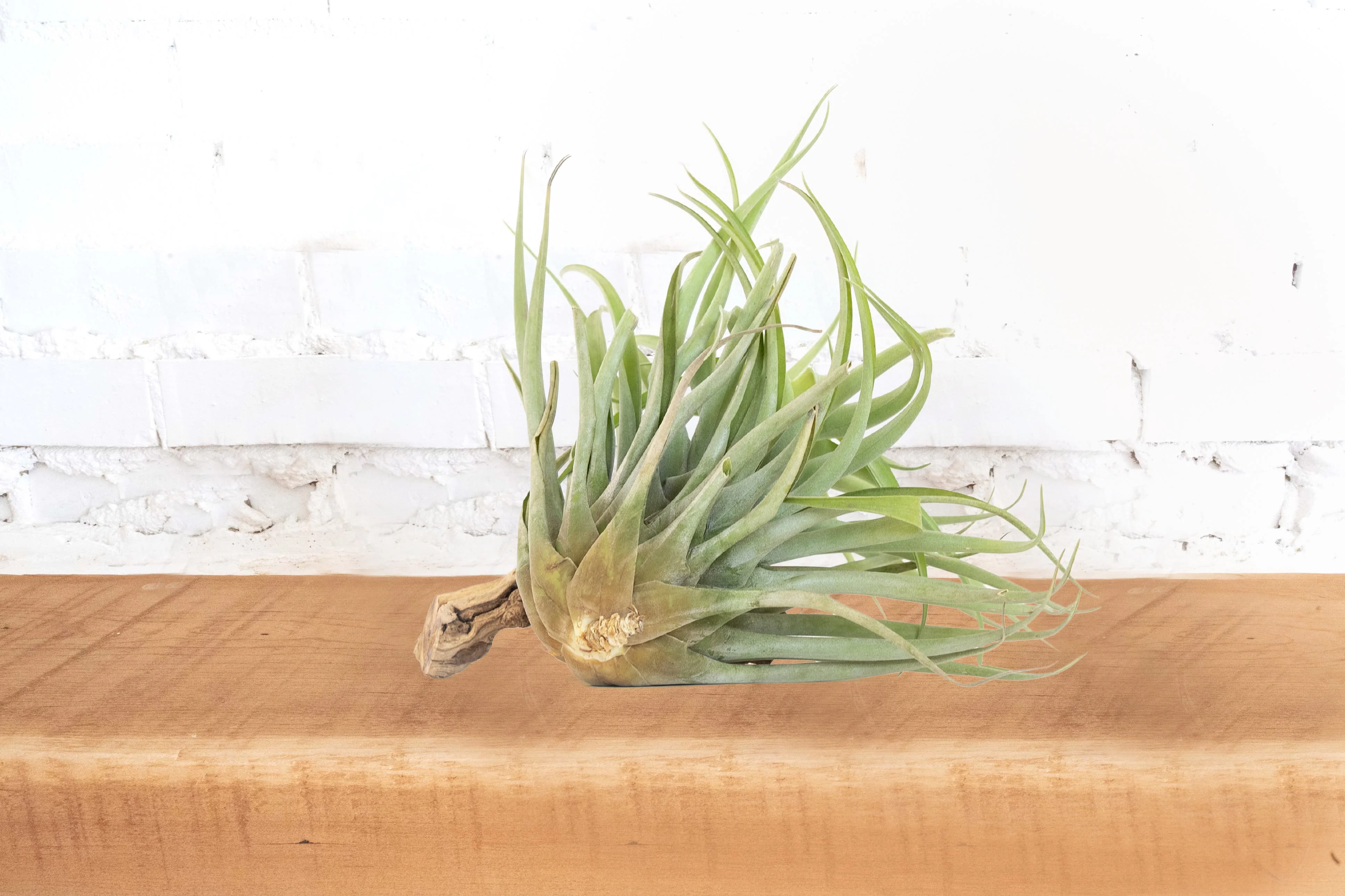 Tillandsia Capitata Salmon Air Plant - Image 2