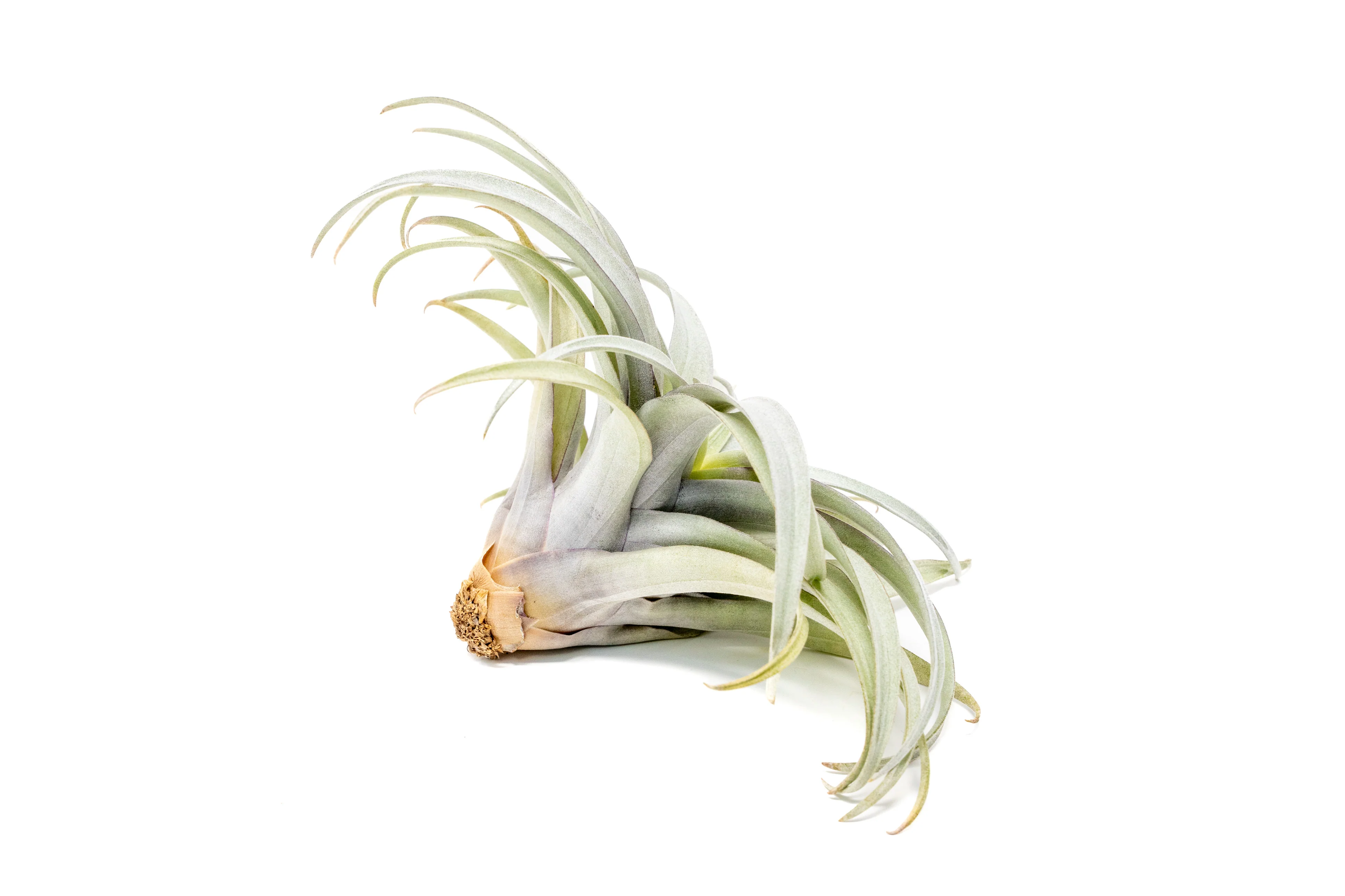 Tillandsia Capitata Yellow Star Air Plant - Image 2