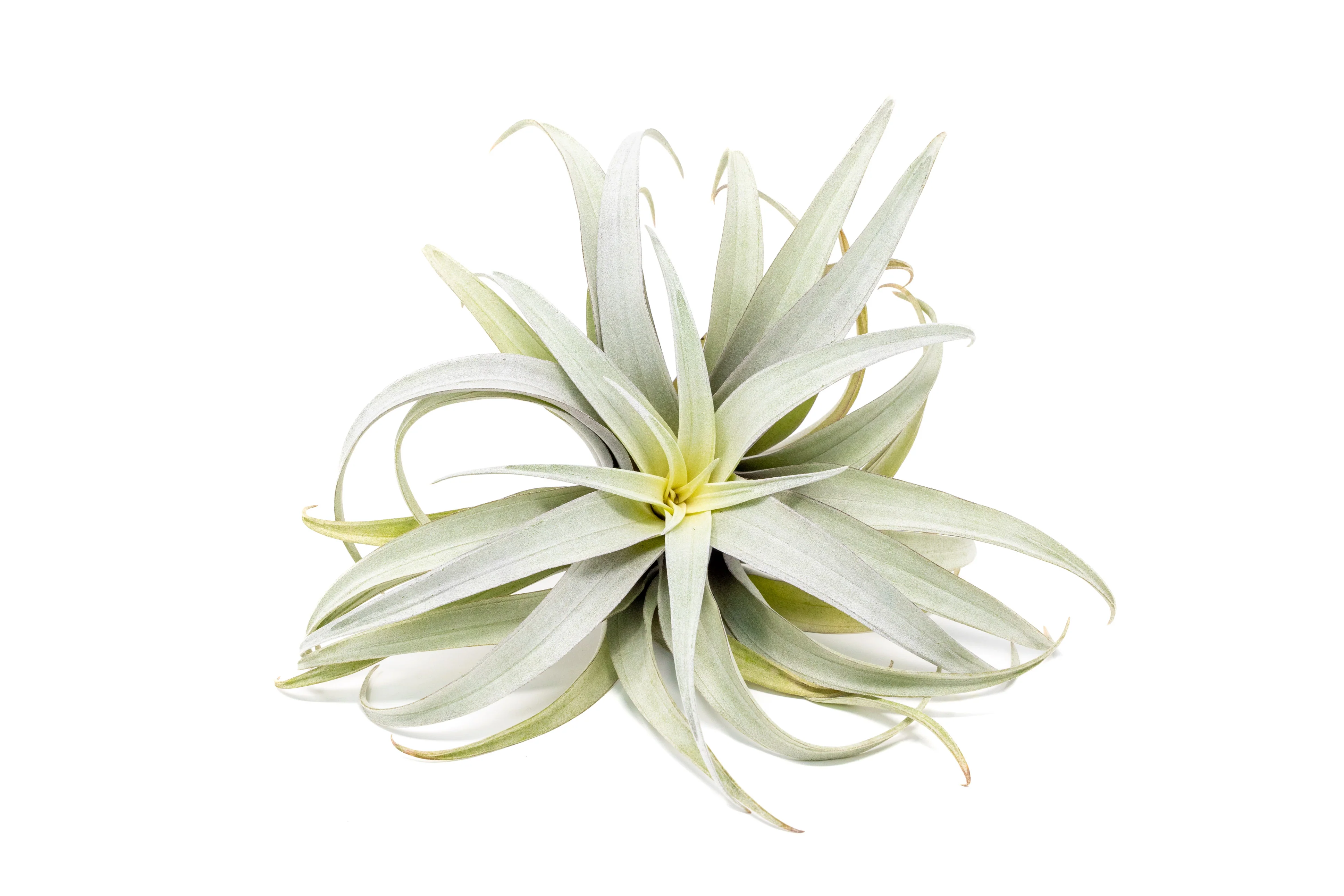 Tillandsia Capitata Yellow Star Air Plant - Image 3