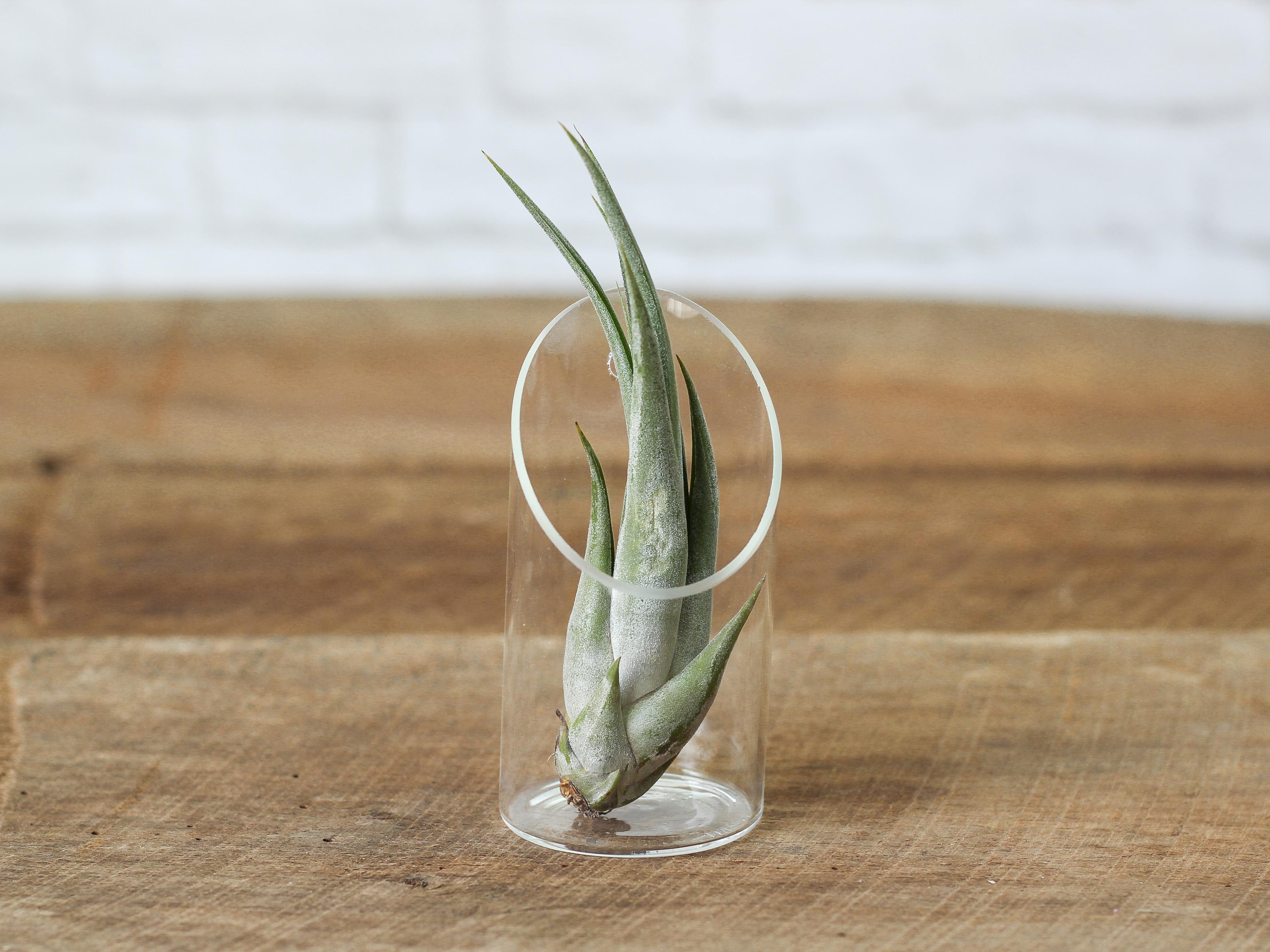 Tillandsia Circinata Air Plant - Image 2