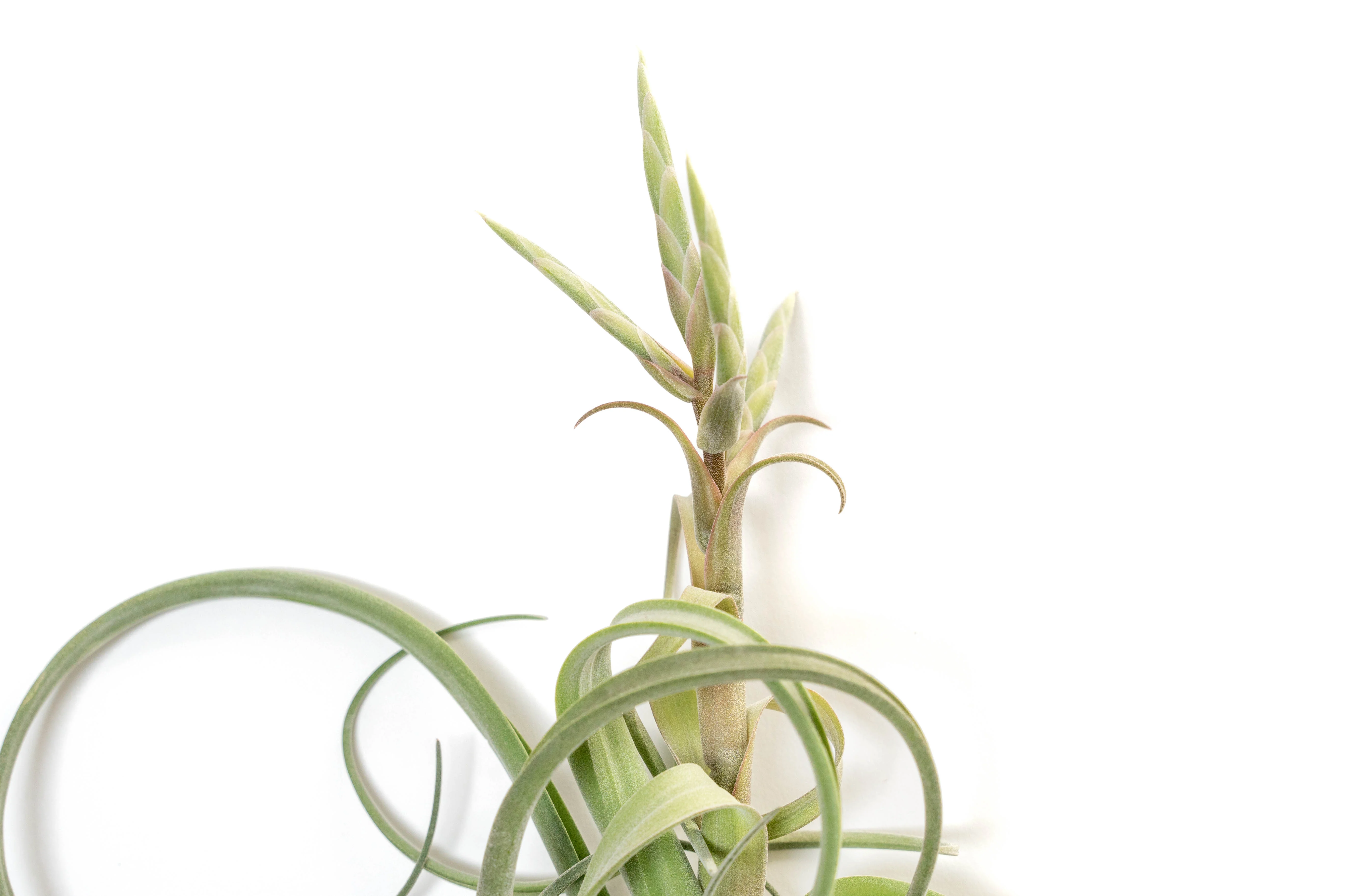 Tillandsia Curly Slim Air Plant (T. intermedia x T. streptophylla) - Image 3