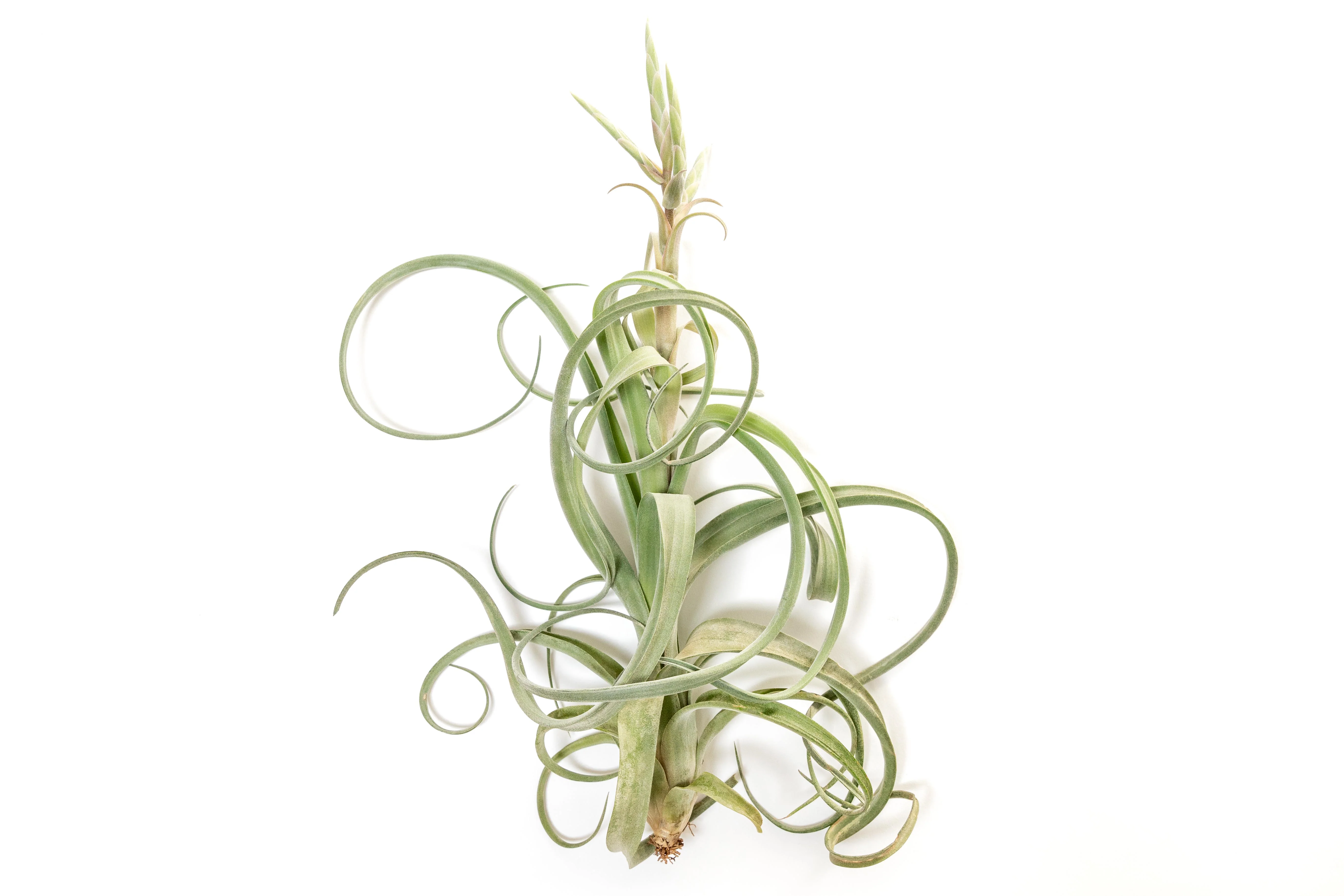 Tillandsia Curly Slim Air Plant (T. intermedia x T. streptophylla) - Image 4