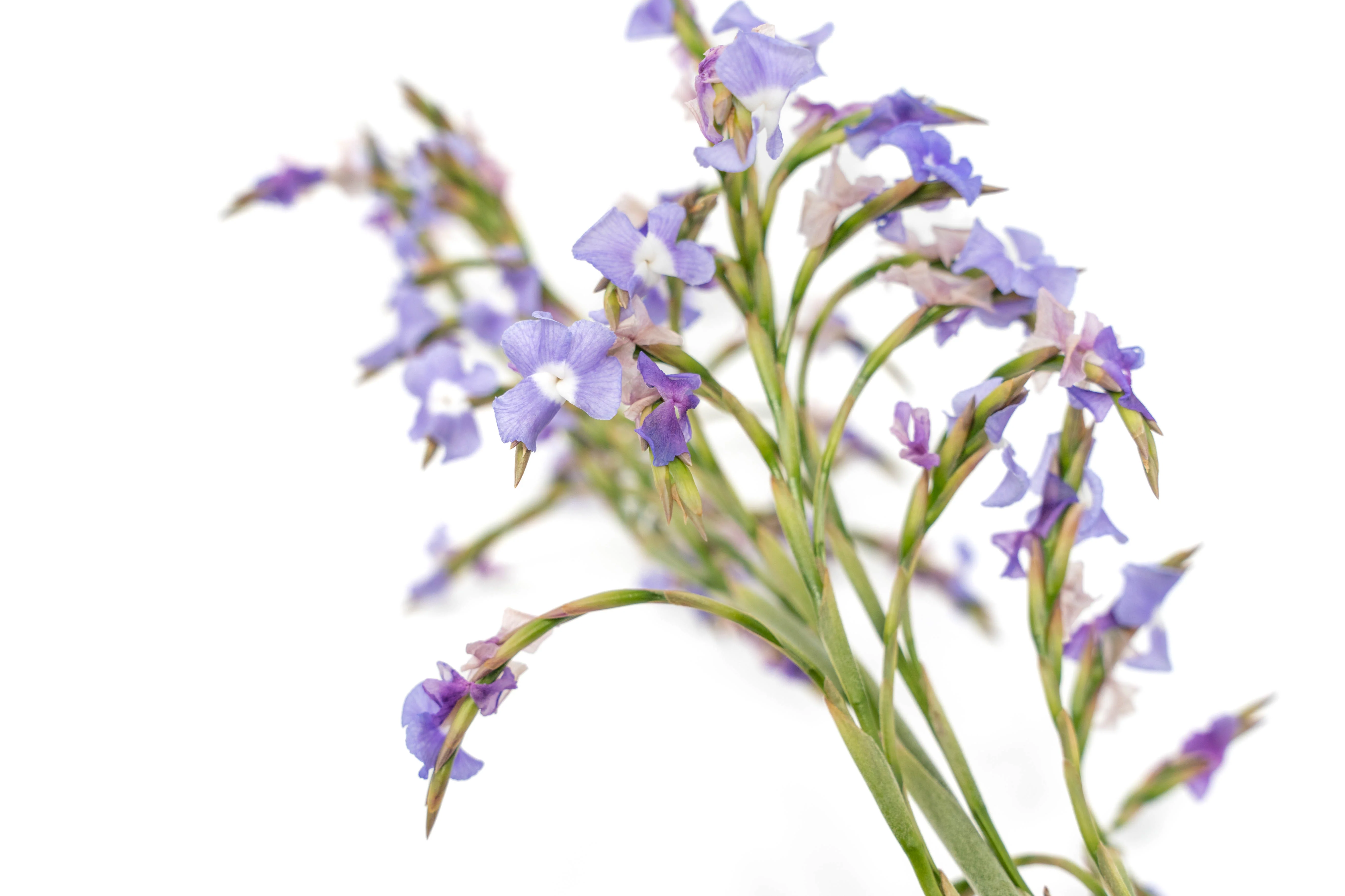 Tillandsia Duratii Air Plant - Image 4