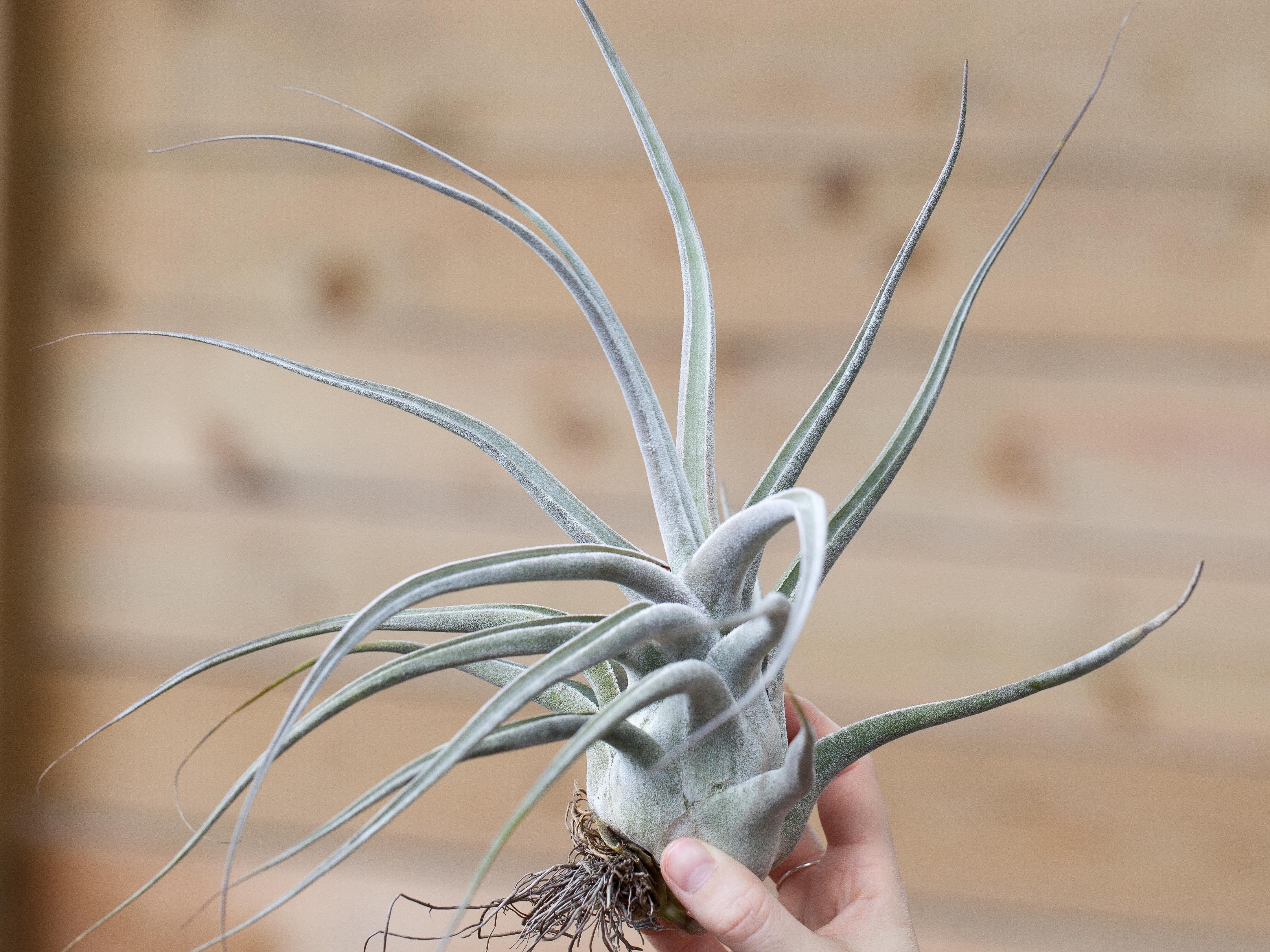 Tillandsia Ehlersiana Air Plant