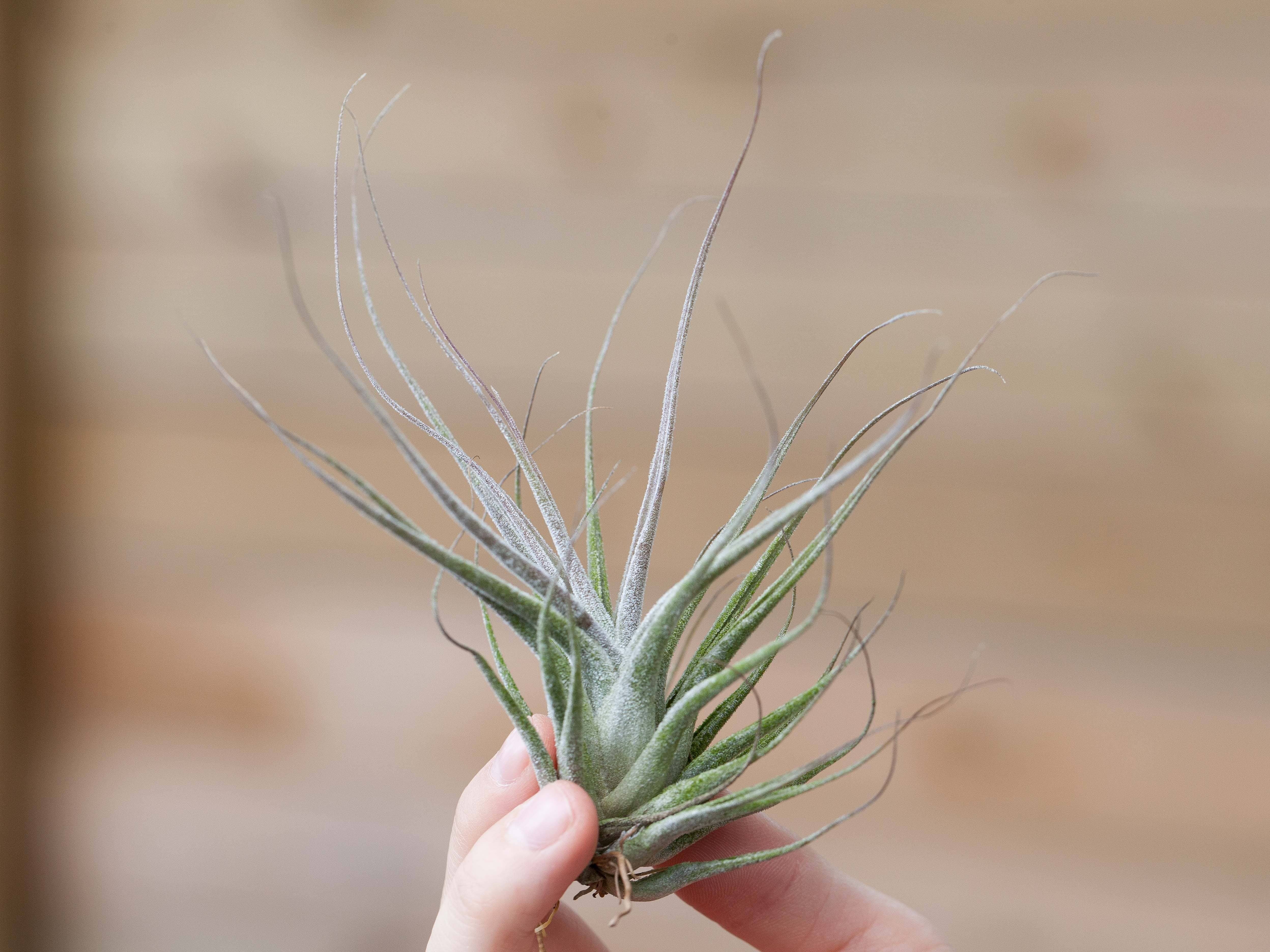 Tillandsia Ehlersiana Air Plant - Image 2