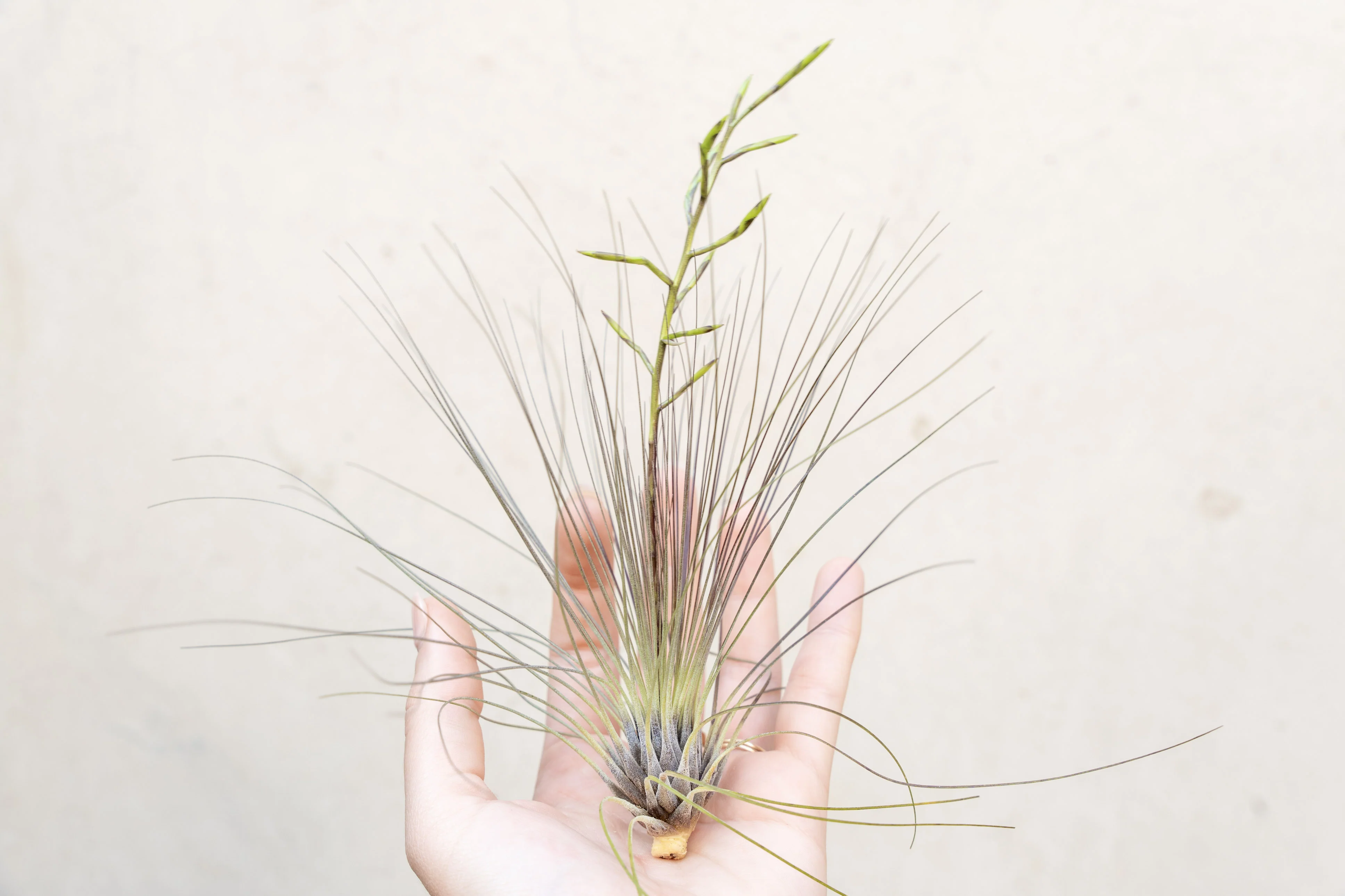 Tillandsia Filifolia Air Plant - Image 2