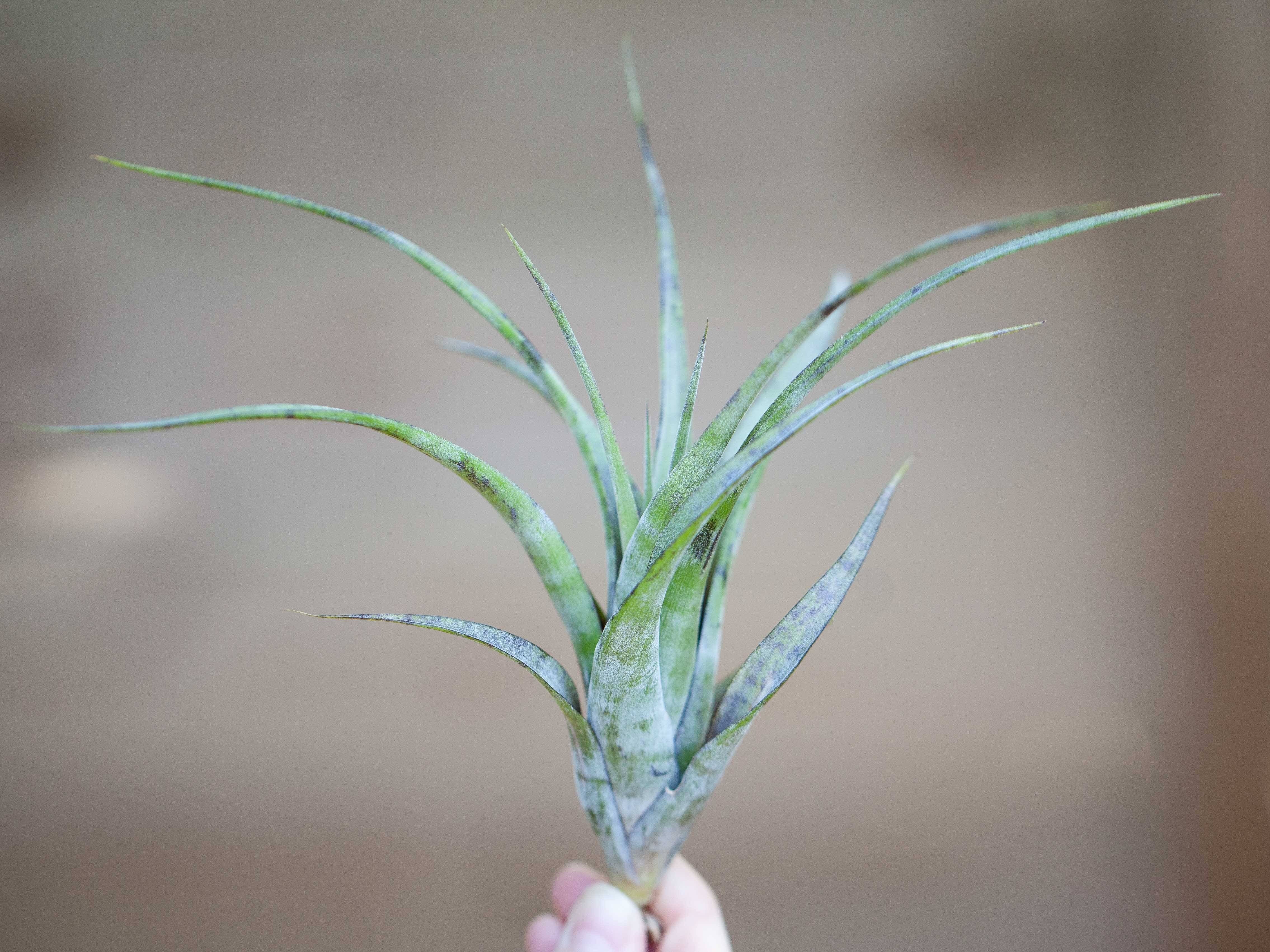 Tillandsia Flexuosa Air Plant