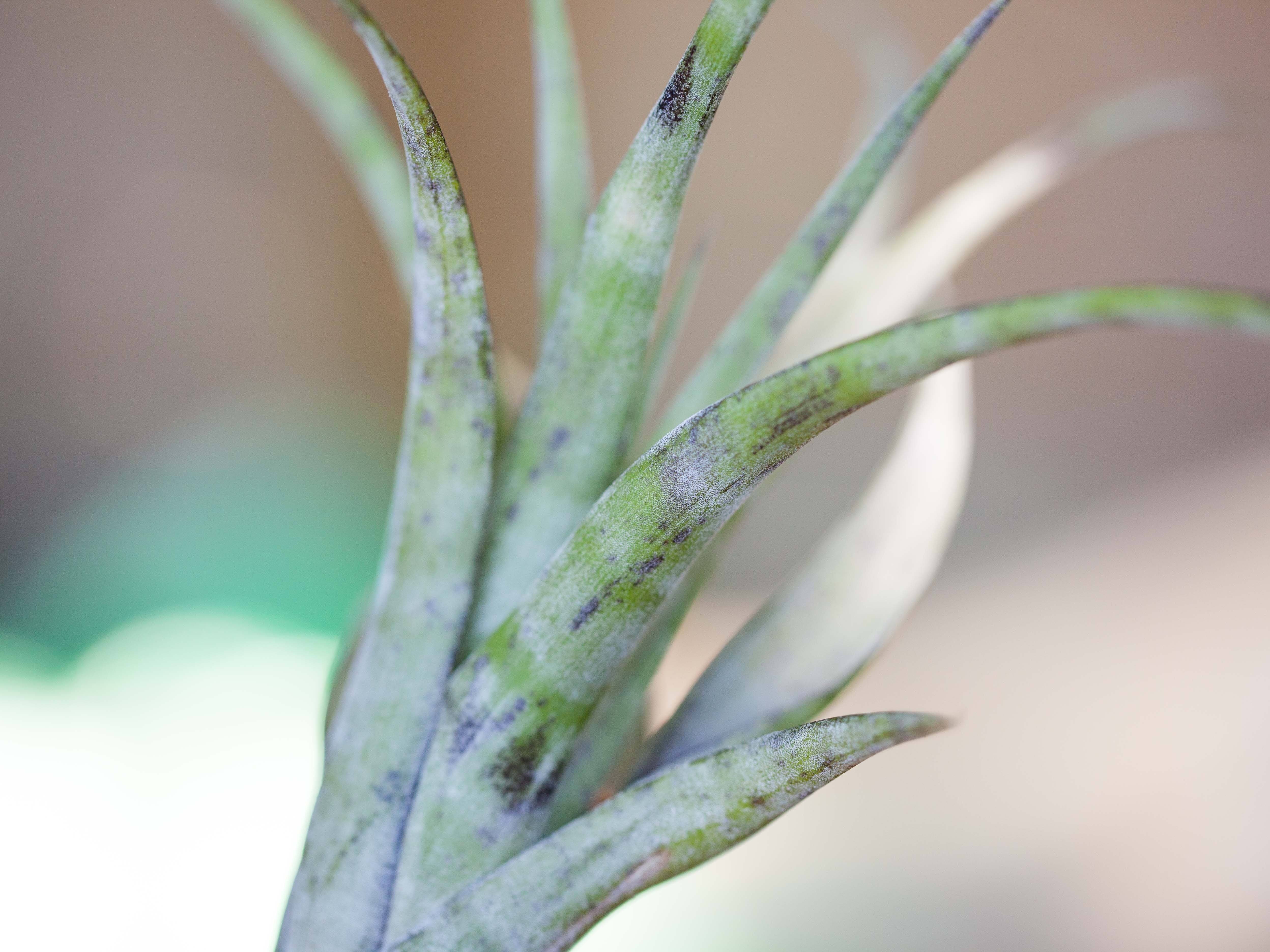 Tillandsia Flexuosa Air Plant - Image 2