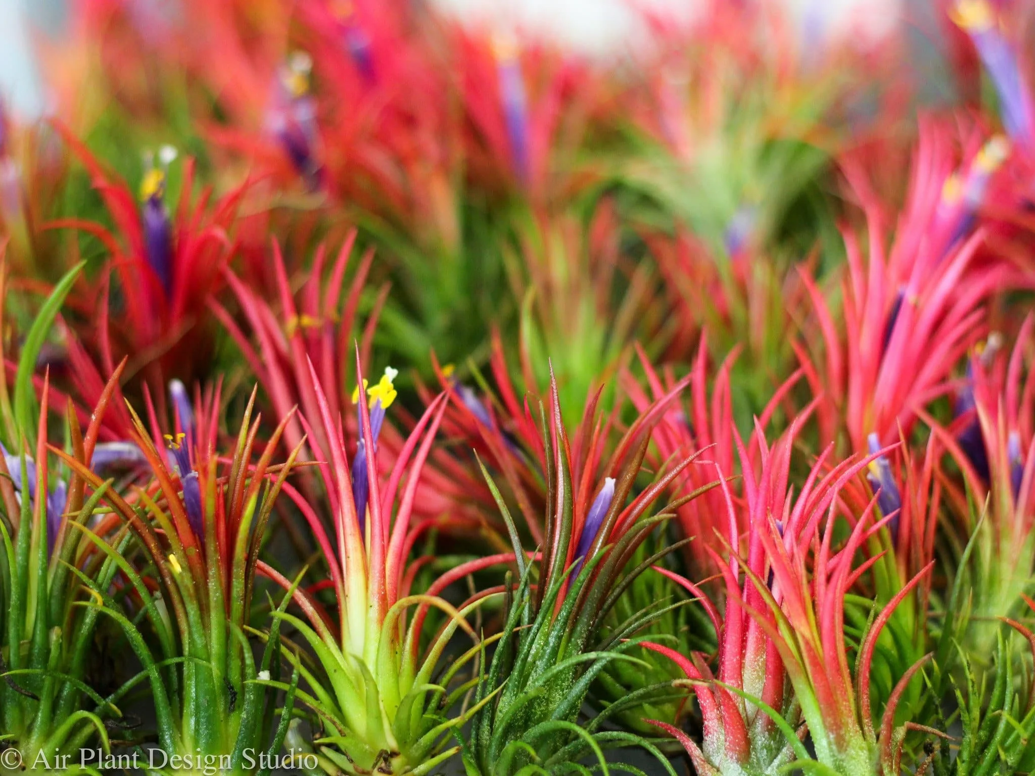 Tillandsia Ionantha Fuego Air Plant - Image 3