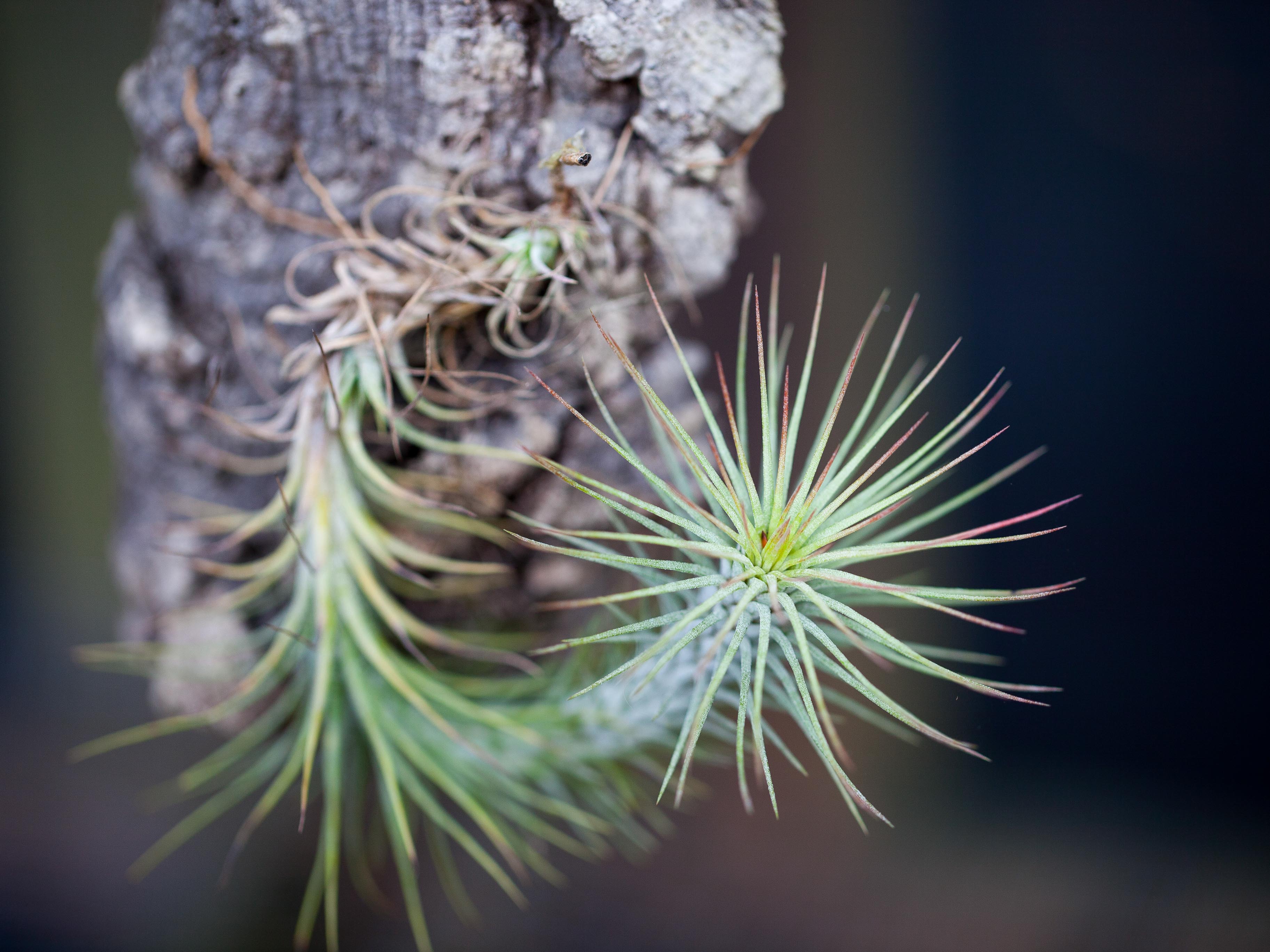 Tillandsia Funckiana Air Plant - Image 2
