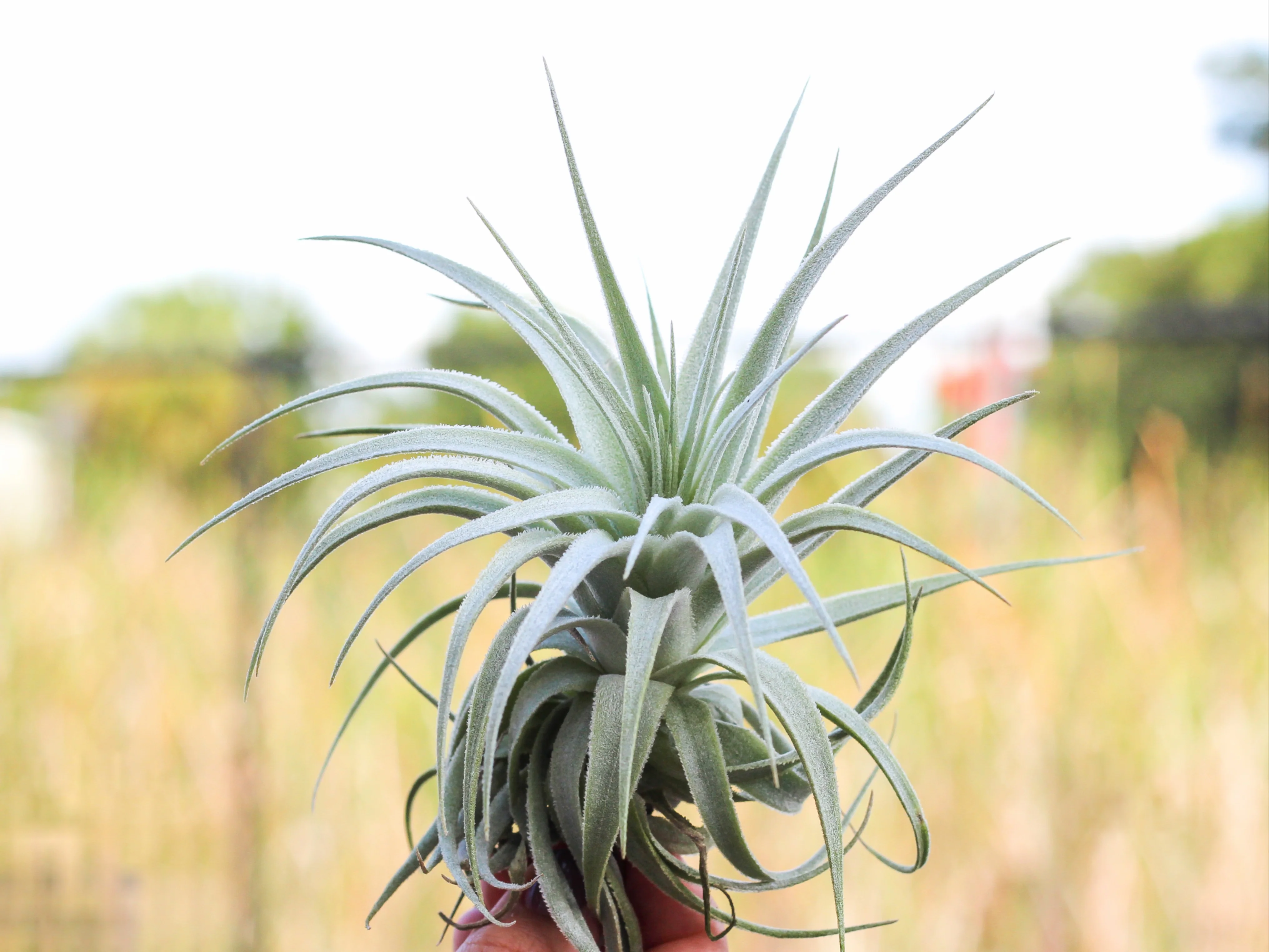Tillandsia Gardneri v. Morro Chapeu Air Plant