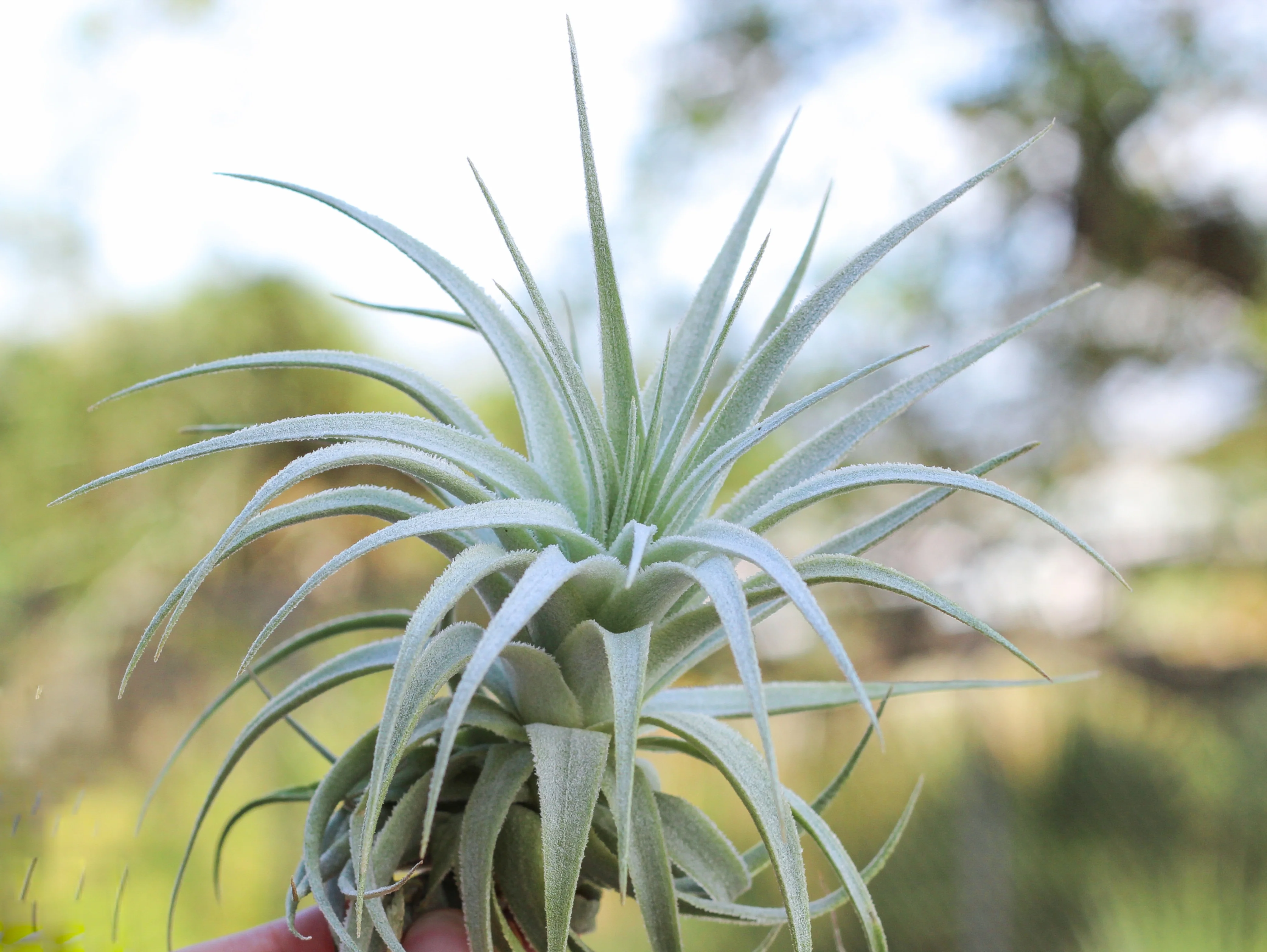 Tillandsia Gardneri v. Morro Chapeu Air Plant - Image 2