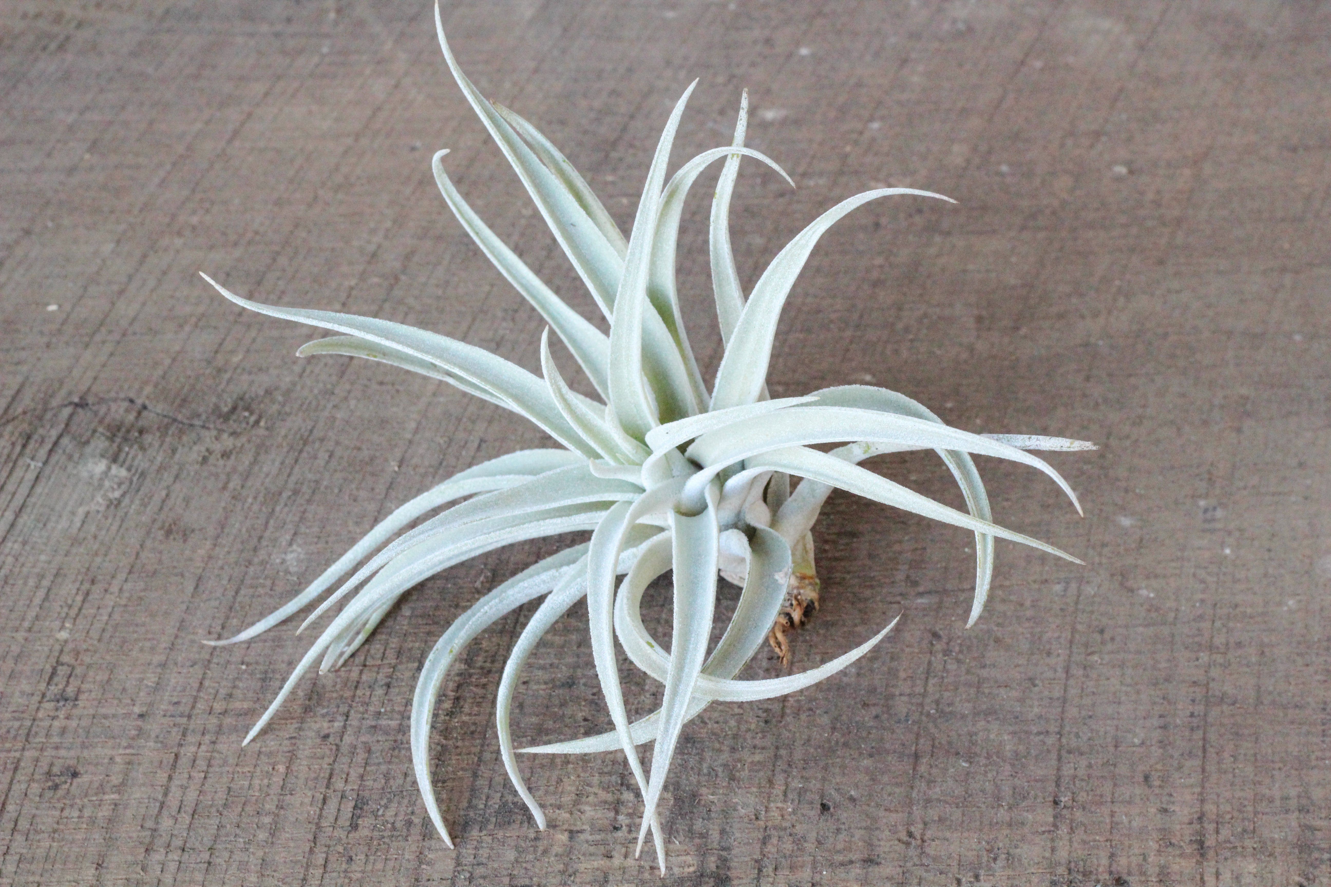 Tillandsia Harrisii Air Plant - Image 4