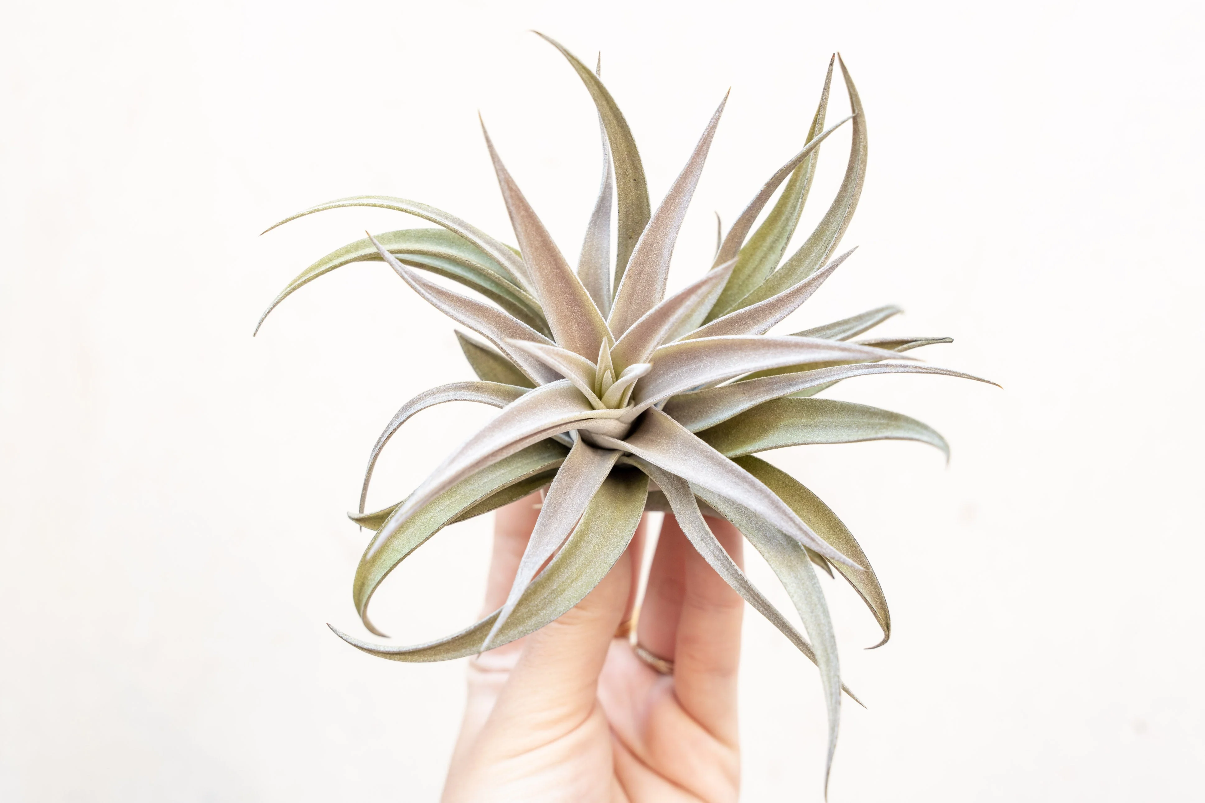 Tillandsia Harrisii Air Plant [Single Plant]