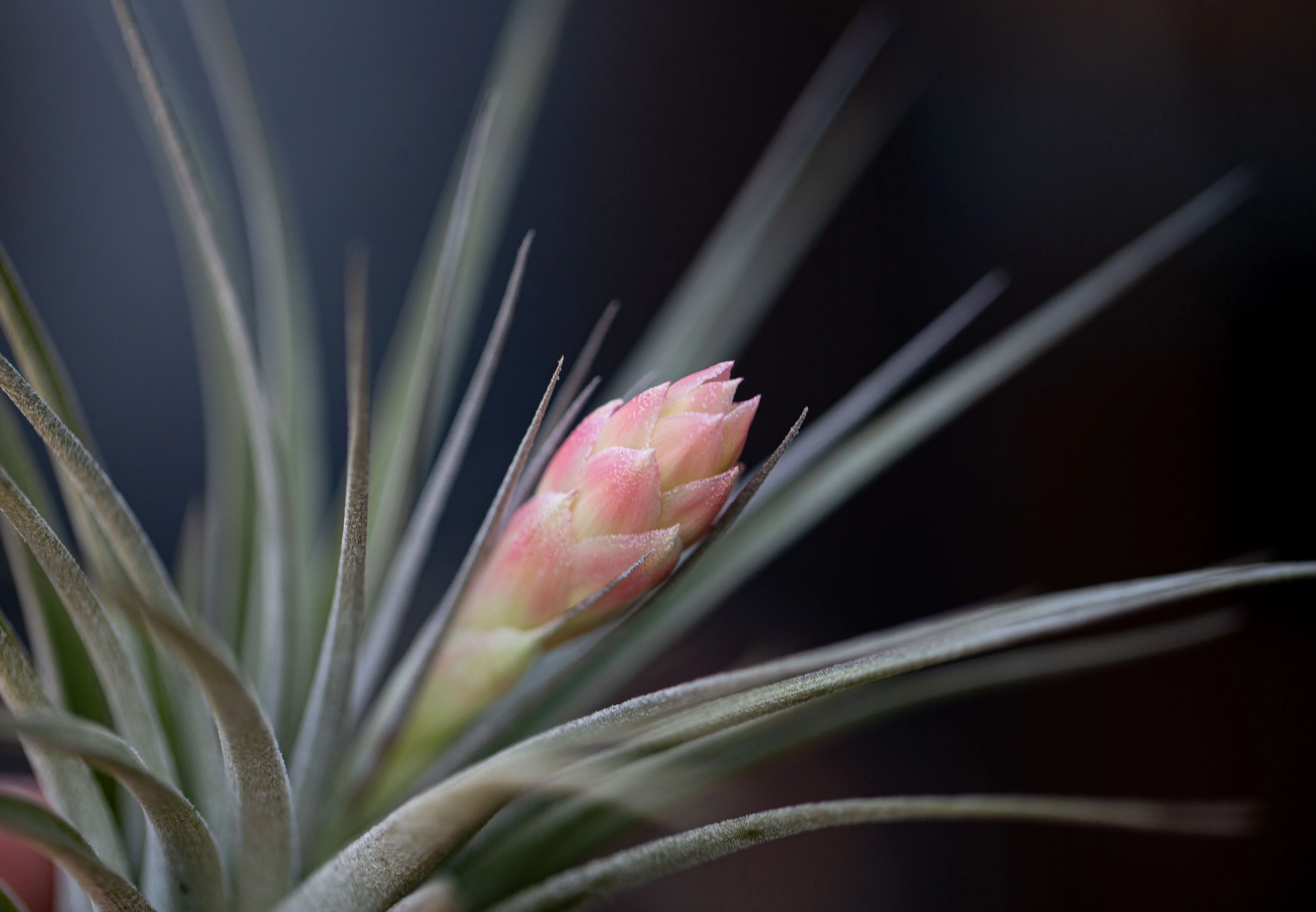 Tillandsia 'Houston' Stricta Air Plant - Image 3