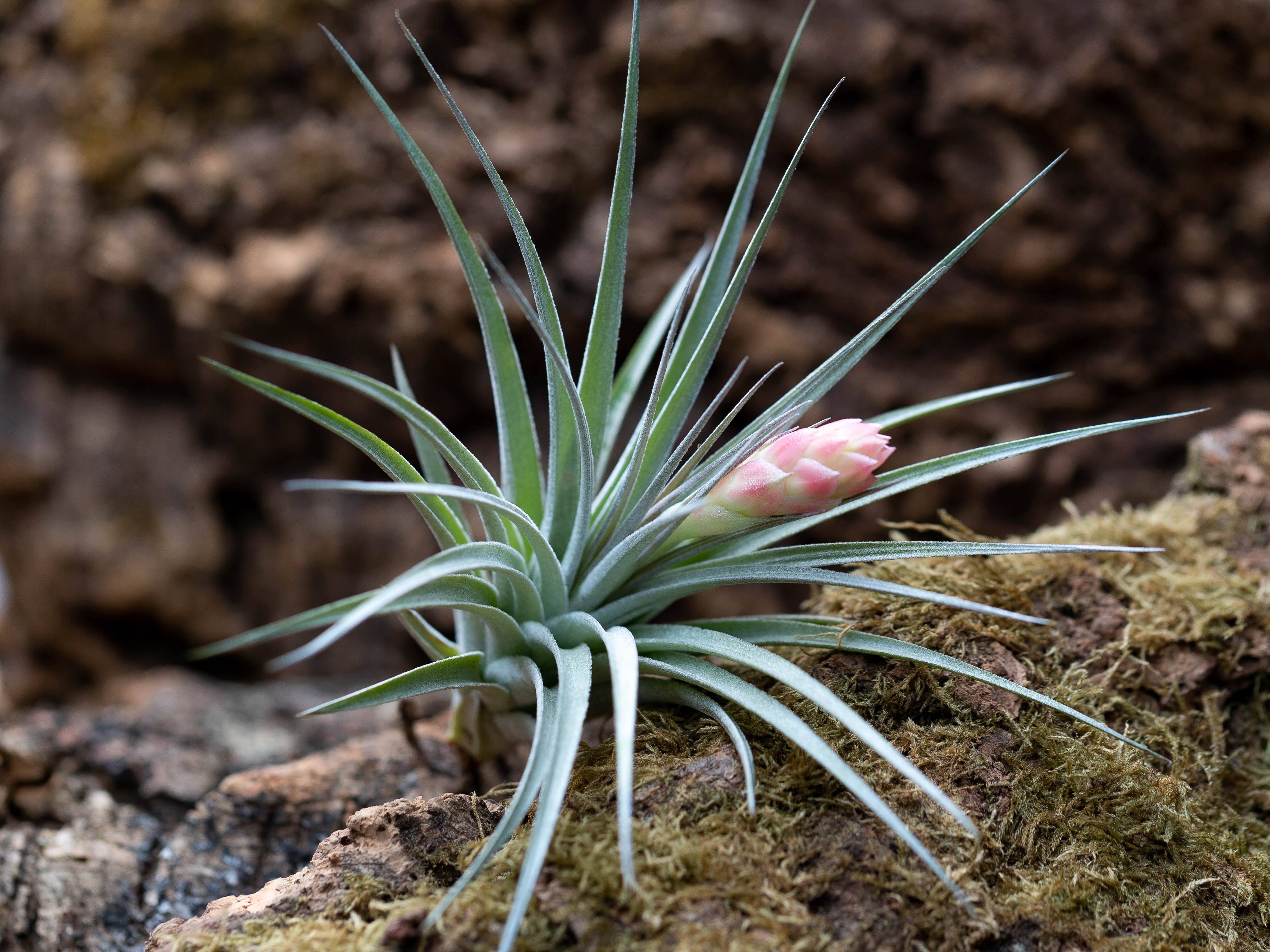 Tillandsia 'Houston' Stricta Air Plant - Image 4