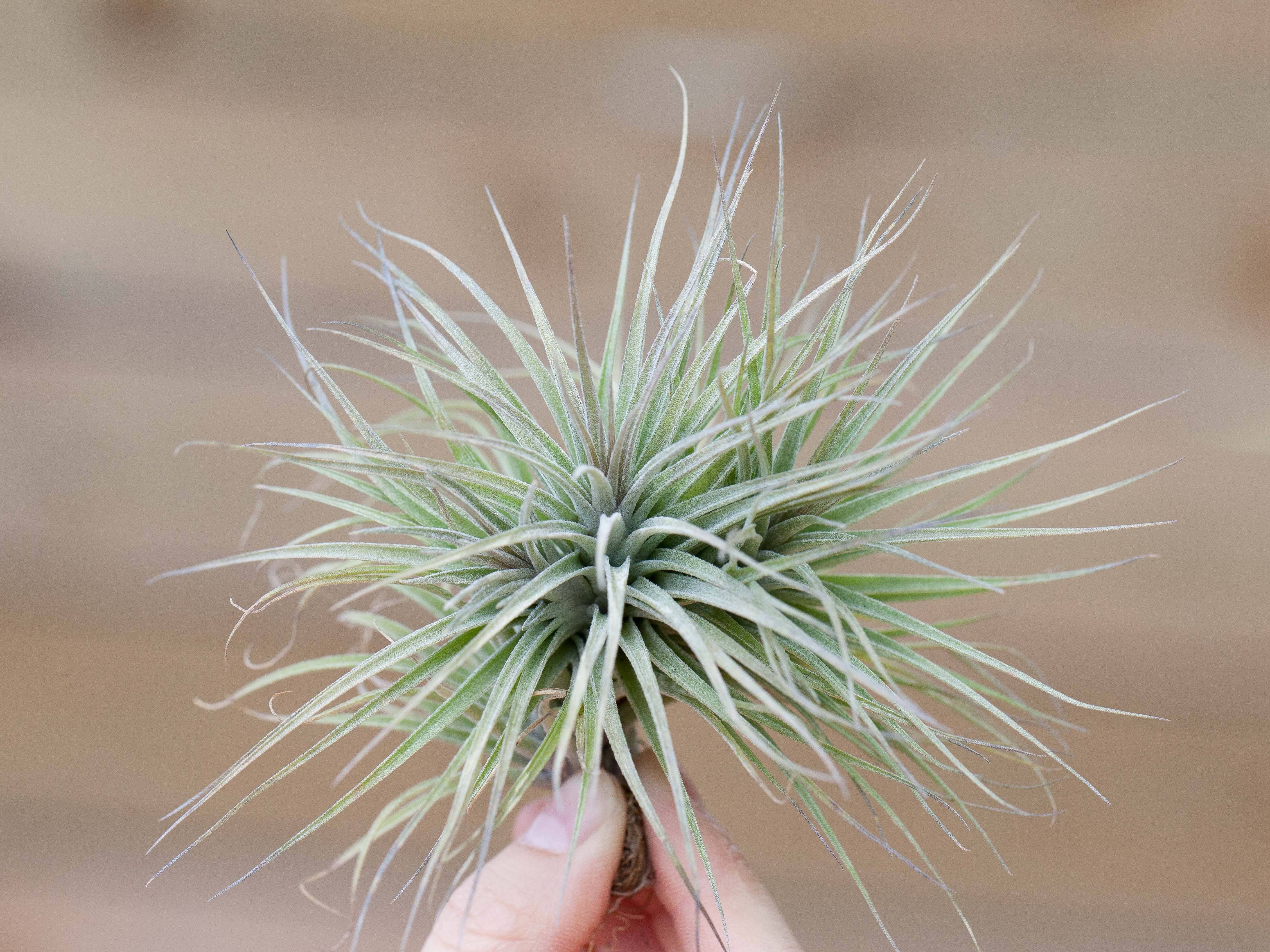 Tillandsia 'Houston enano' (Stricta x Recurvifolia) Hybrid Air Plant