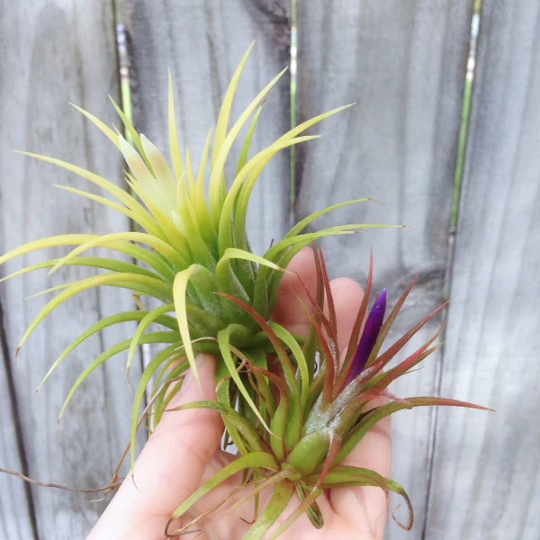 Tillandsia Ionantha Durid Air Plant - Image 2