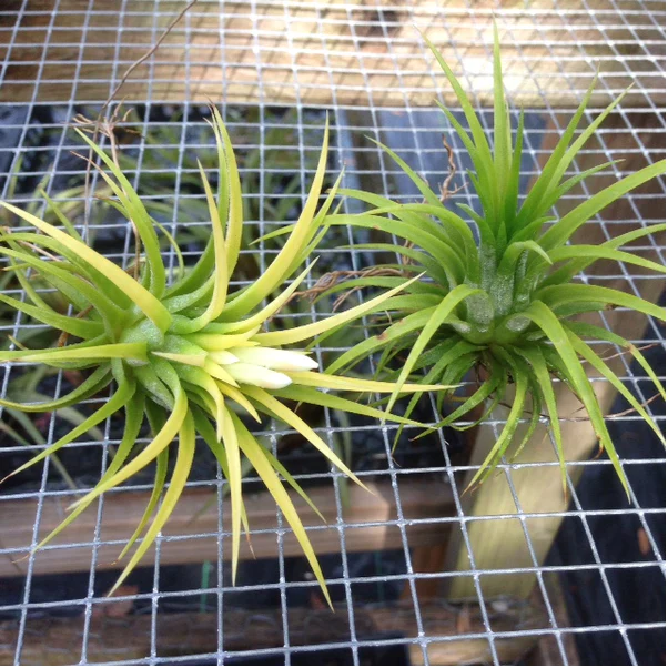 Tillandsia Ionantha Durid Air Plant - Image 3